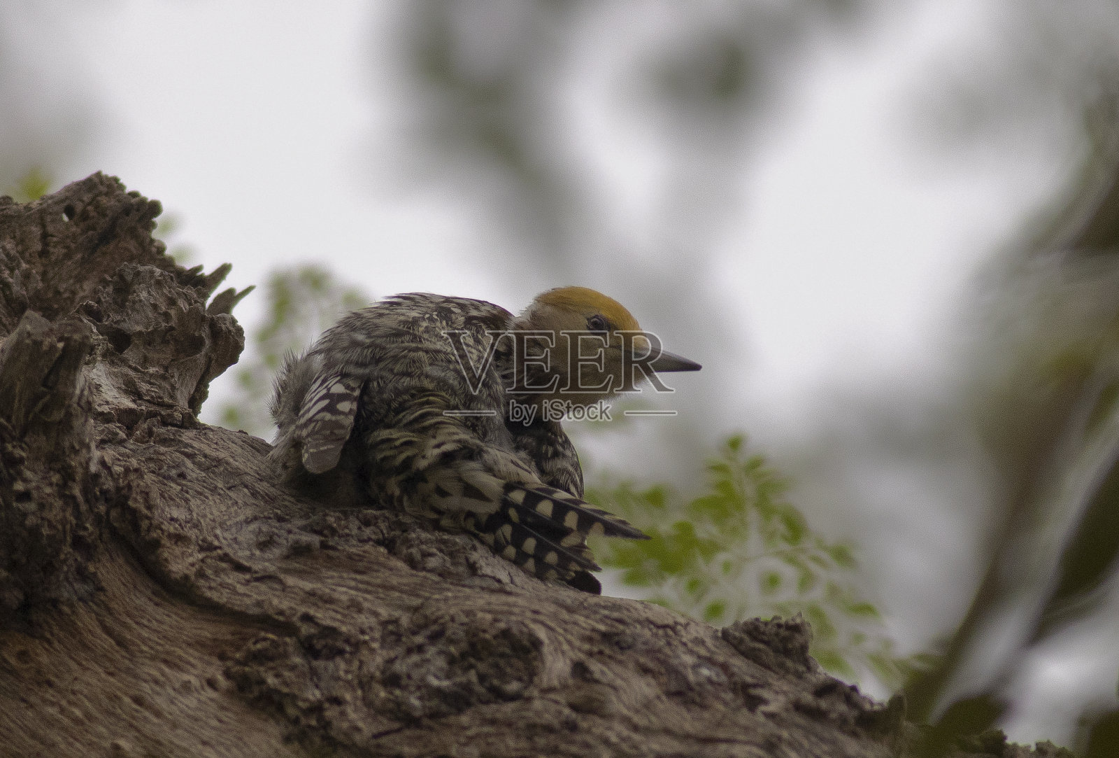 黄冠啄木鸟照片摄影图片