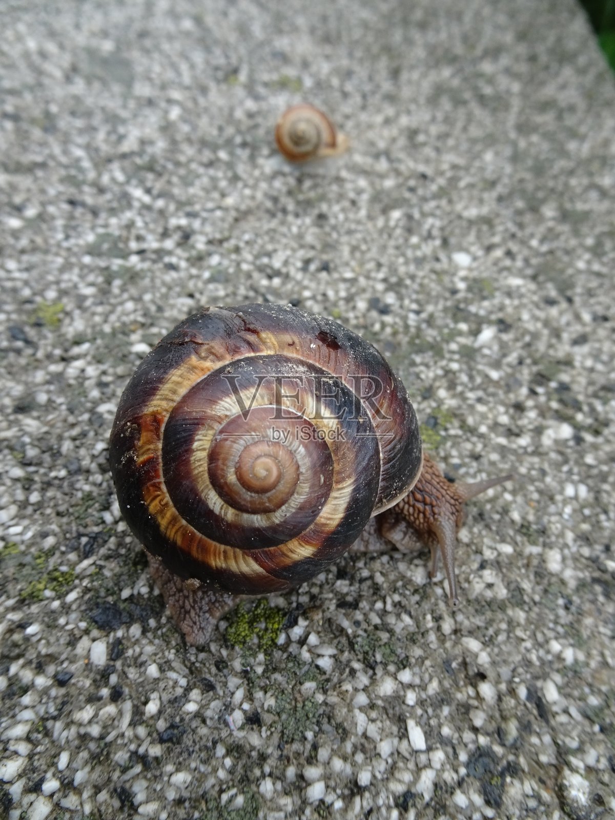 地上有两只蜗牛照片摄影图片