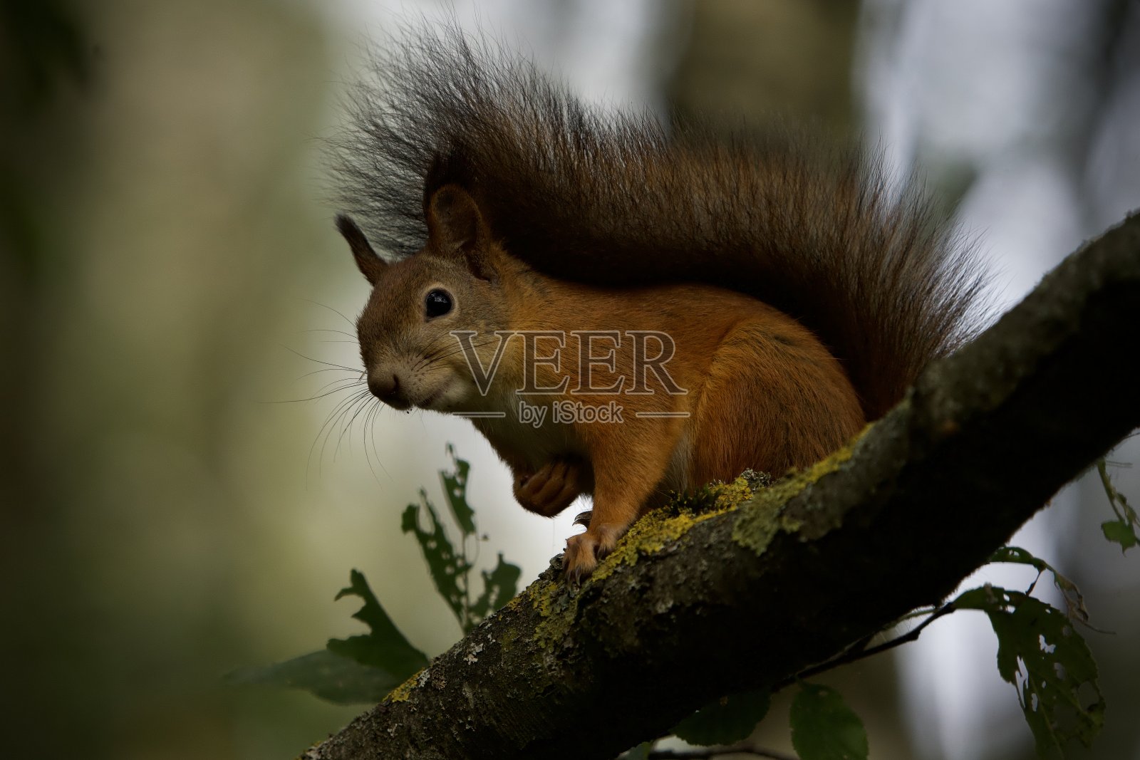 树枝上长着粗尾巴的松鼠照片摄影图片