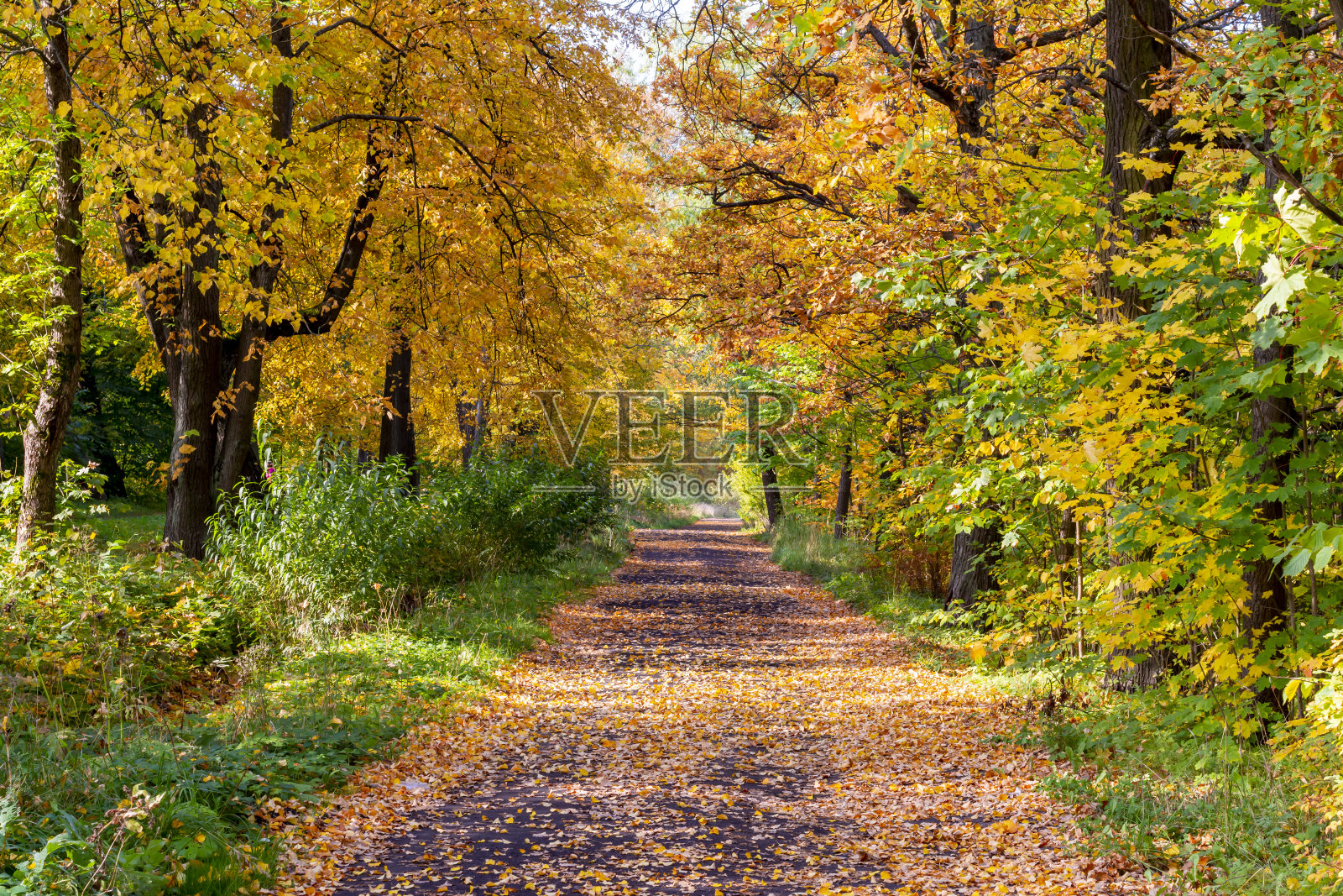 俄罗斯圣彼得堡普希金的Babolovsky秋天公园照片摄影图片