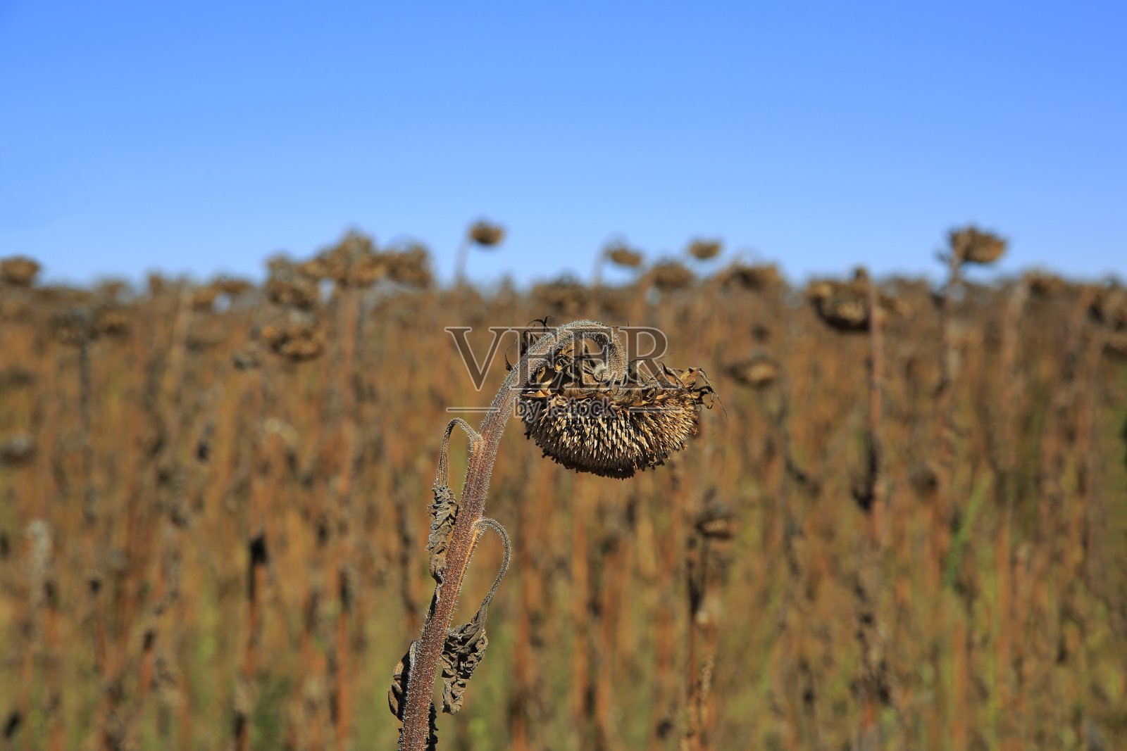 土耳其，一片屈服于干旱的土地照片摄影图片