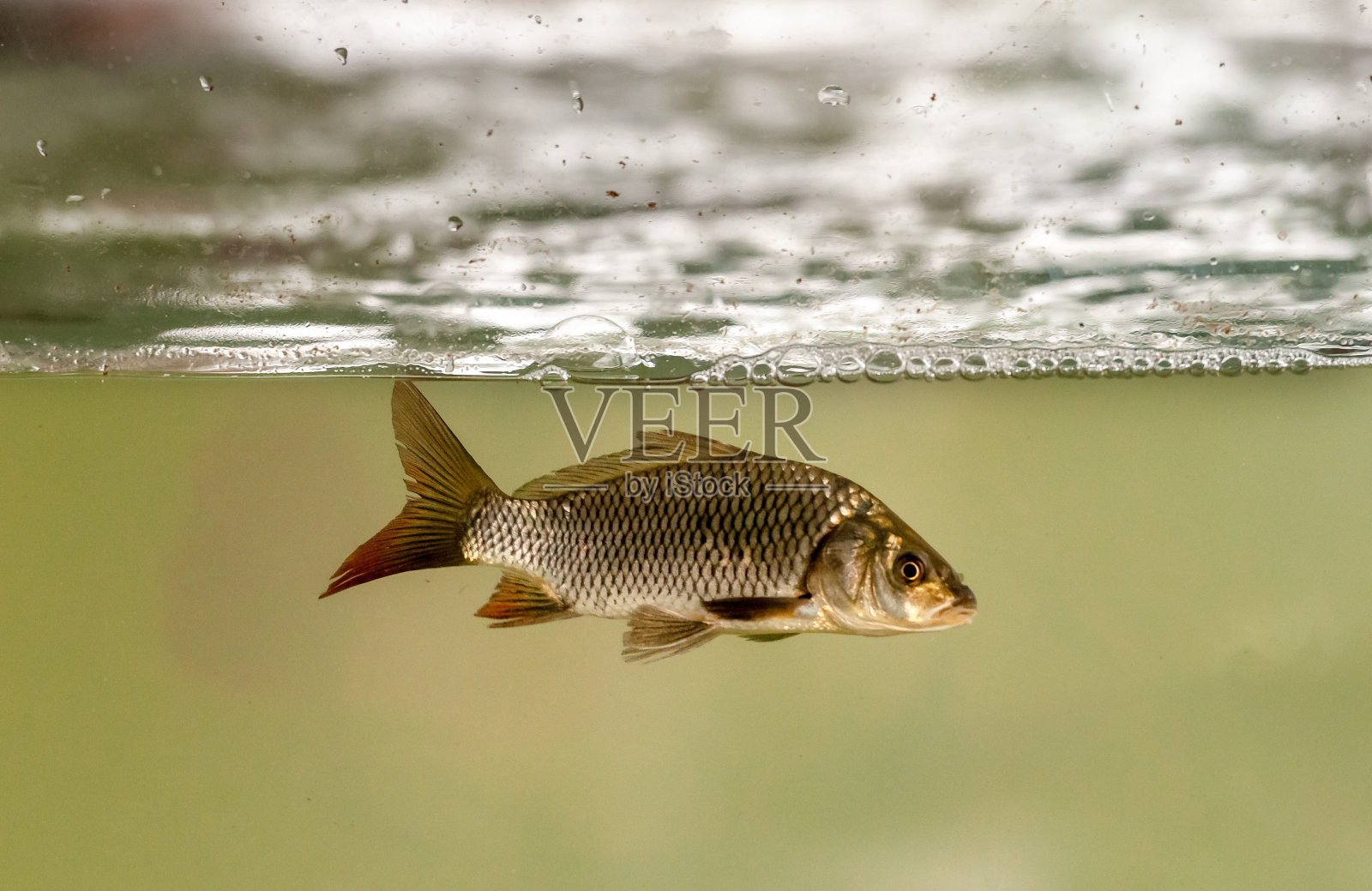 养鱼用鱼缸里的鱼。鲤鱼、坦巴基鱼和罗非鱼。养鱼业。照片摄影图片