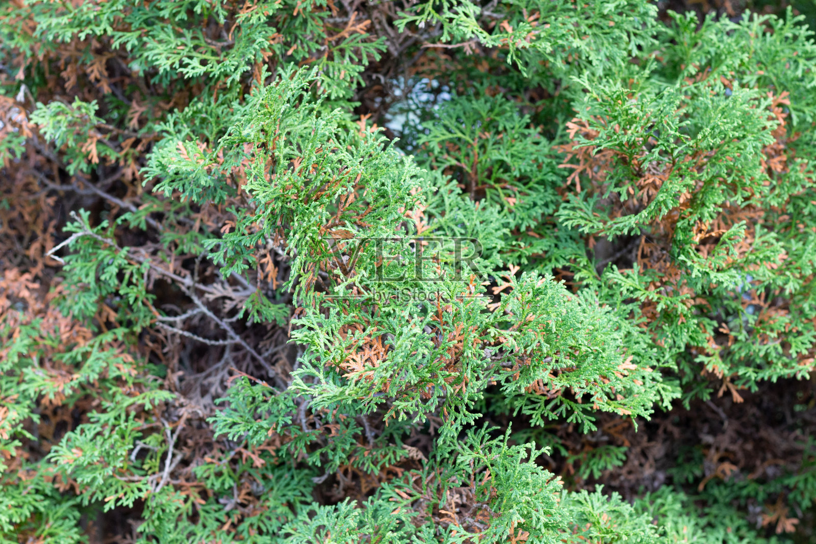 以秋季花园中黄绿相间的黄叶为背景照片摄影图片
