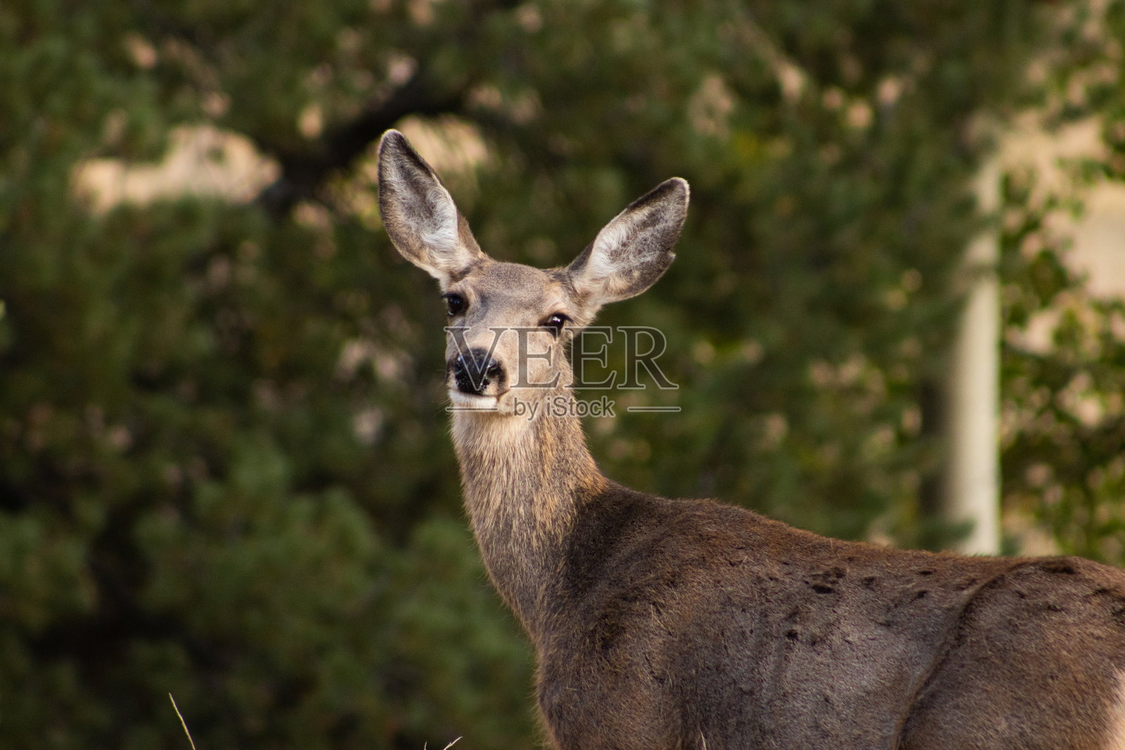 这是一只看着摄像机的鹿的特写照片摄影图片