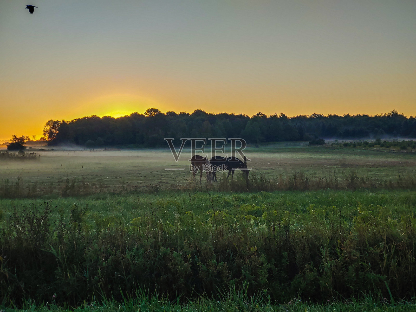 牧场上的日出照片摄影图片