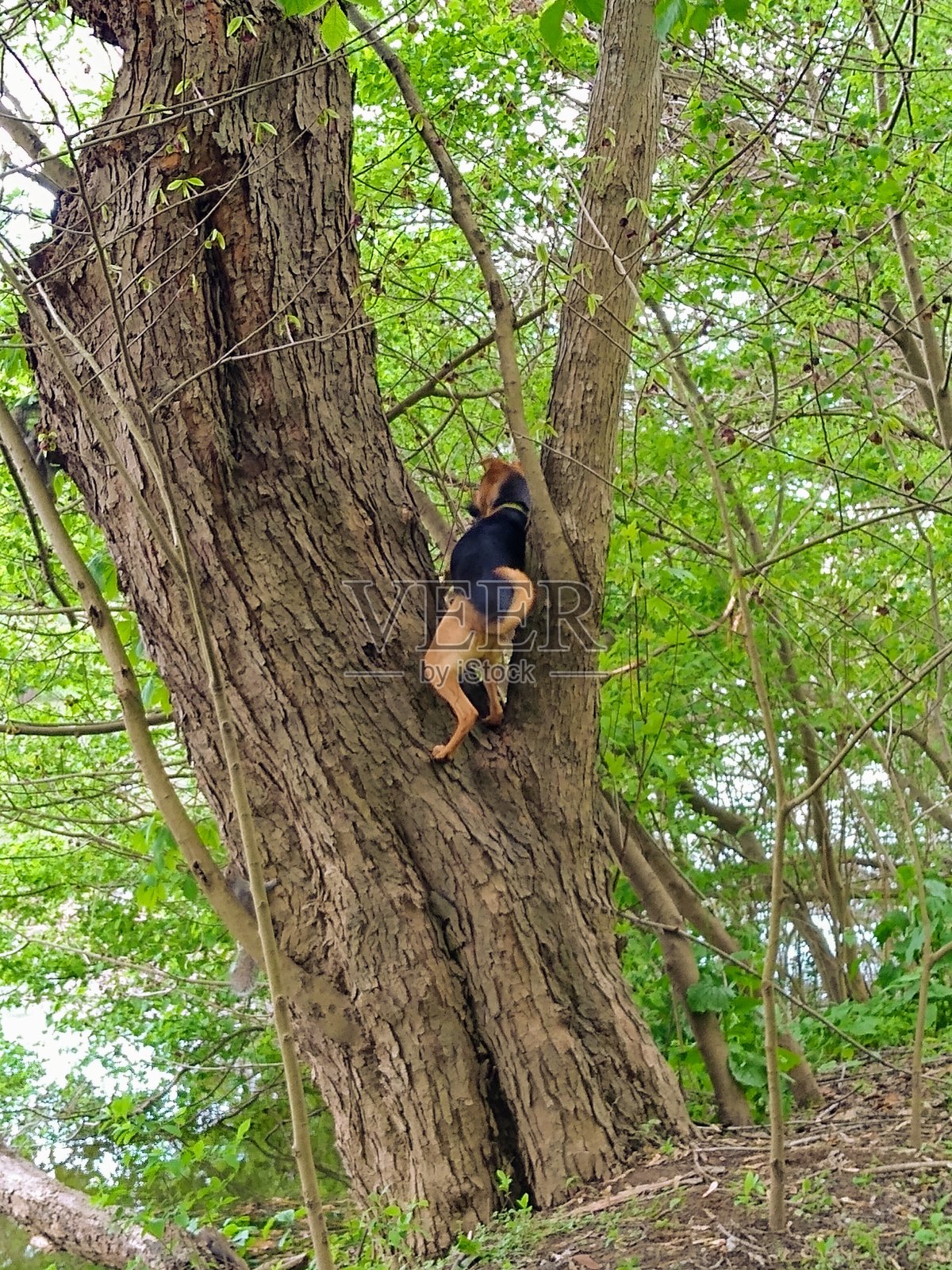 小狗爬上一棵树照片摄影图片