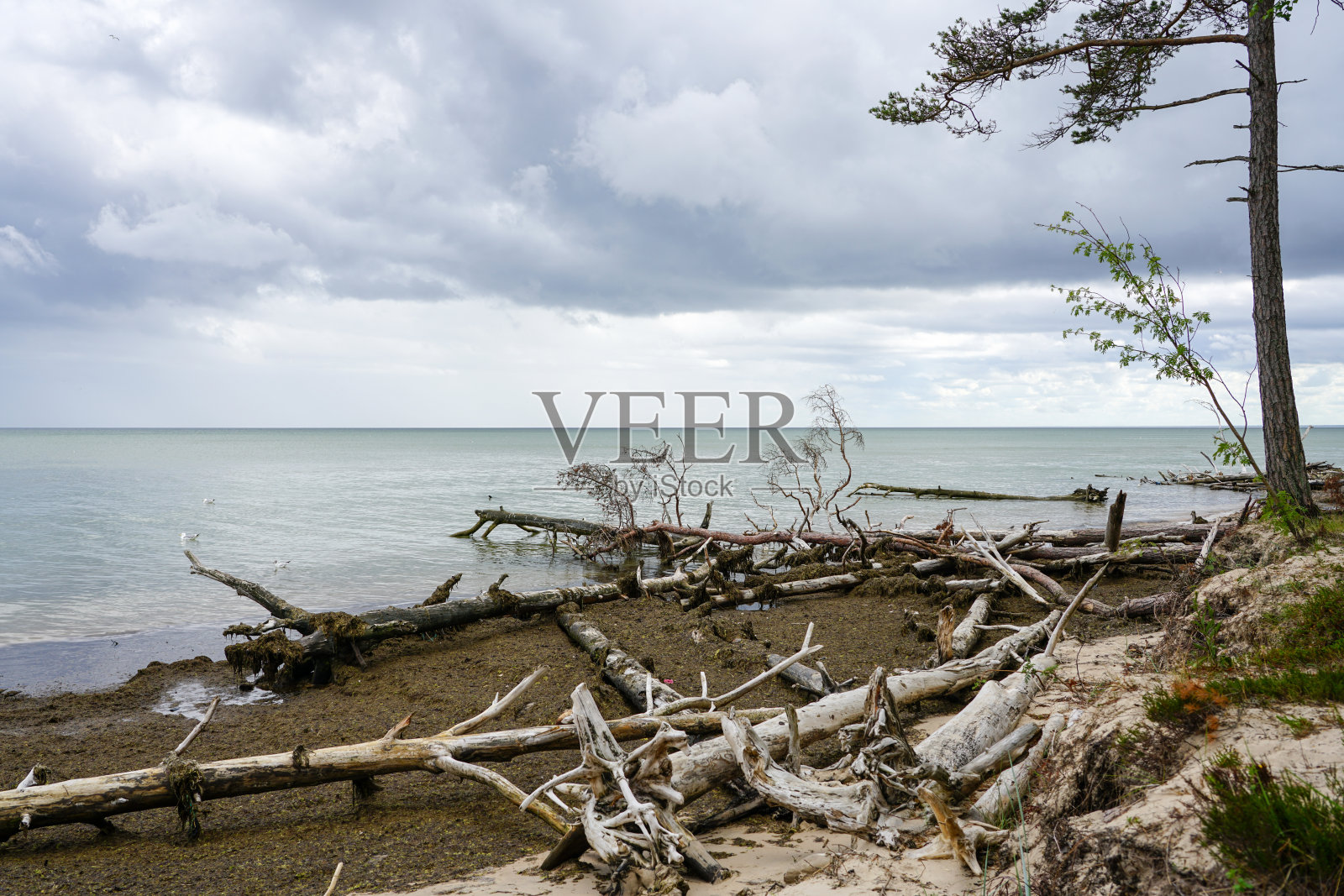 风暴毁坏了波罗的海沿岸的树木照片摄影图片