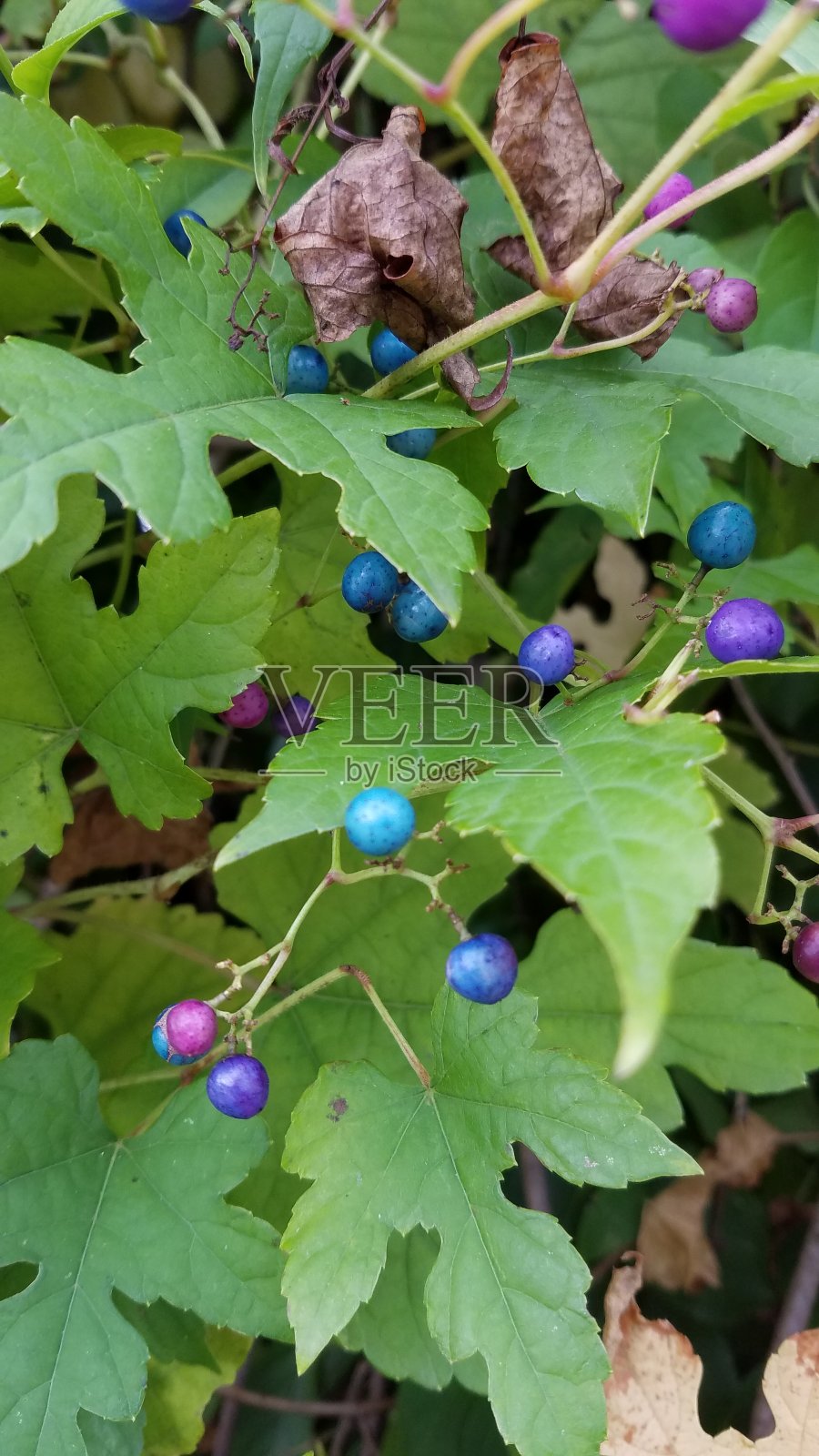 瓷贝瑞葡萄树照片摄影图片