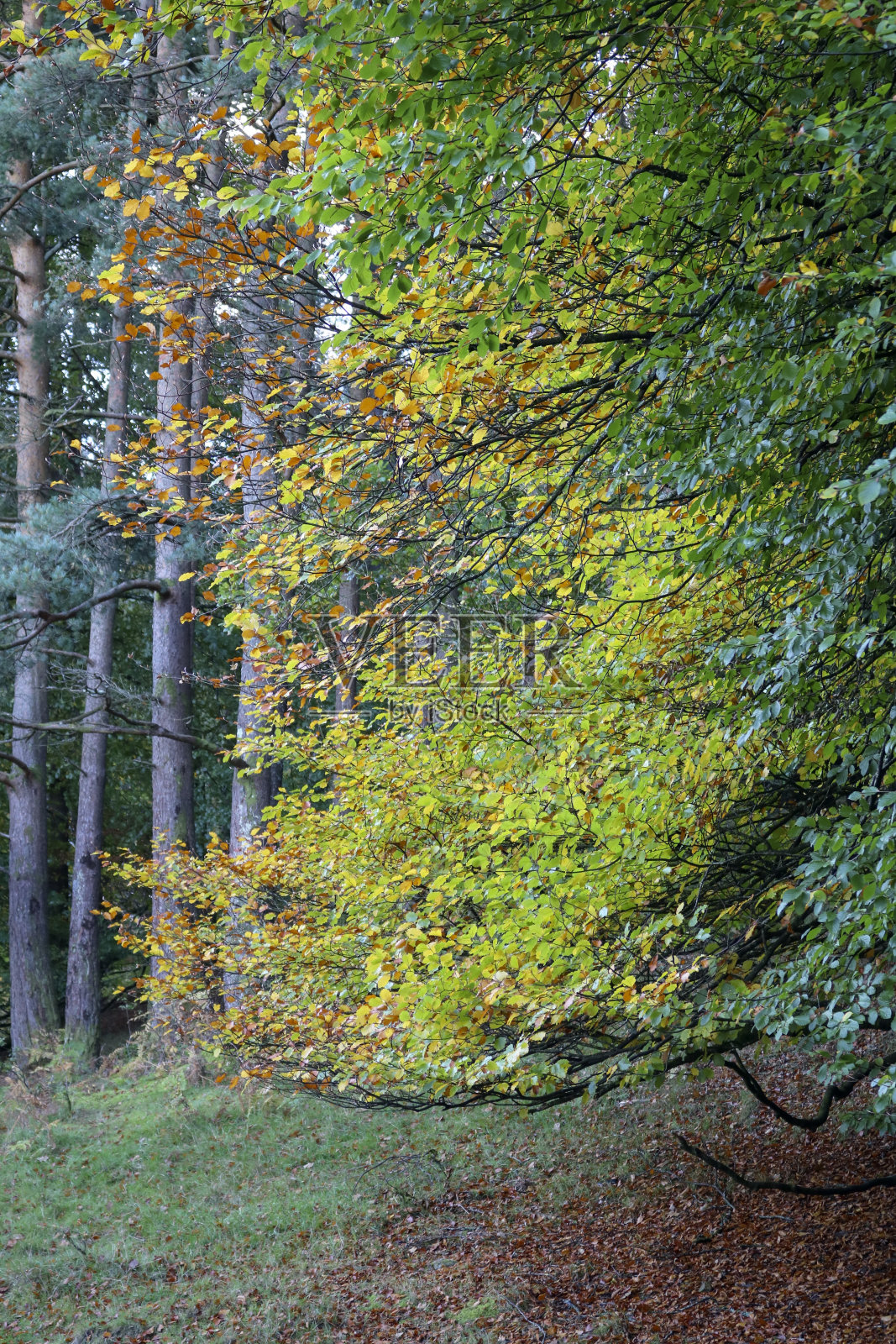 秋天的树木。照片摄影图片