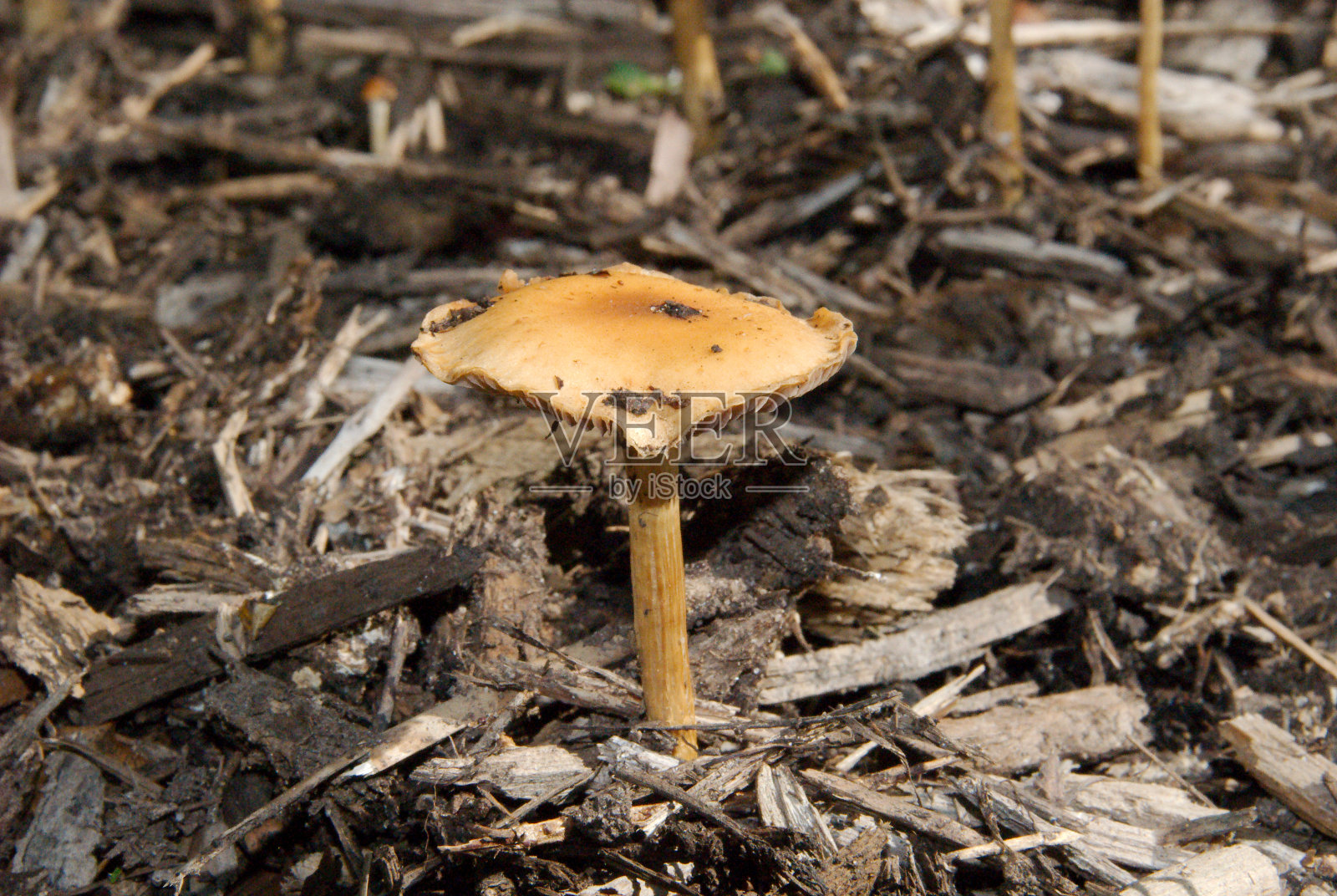 一种生长在木屑中的鹿茸照片摄影图片