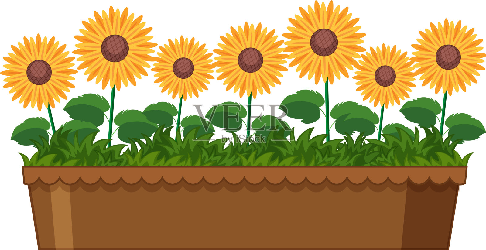 美丽的向日葵在陶罐上白色设计元素图片