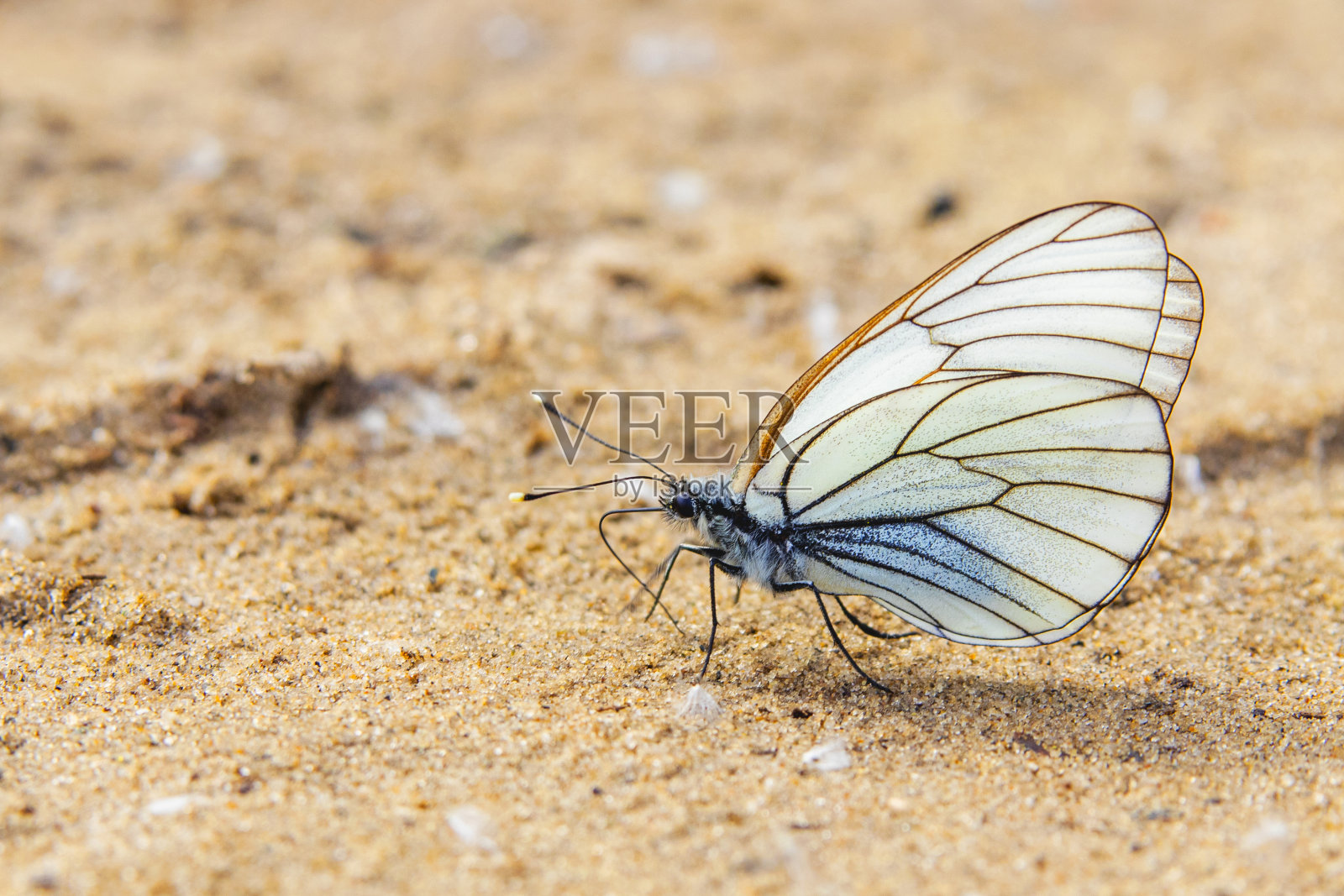 白色蝴蝶特写。一种白蝇科的蝴蝶(粉蝶科)国际学名Aporia crataegi照片摄影图片