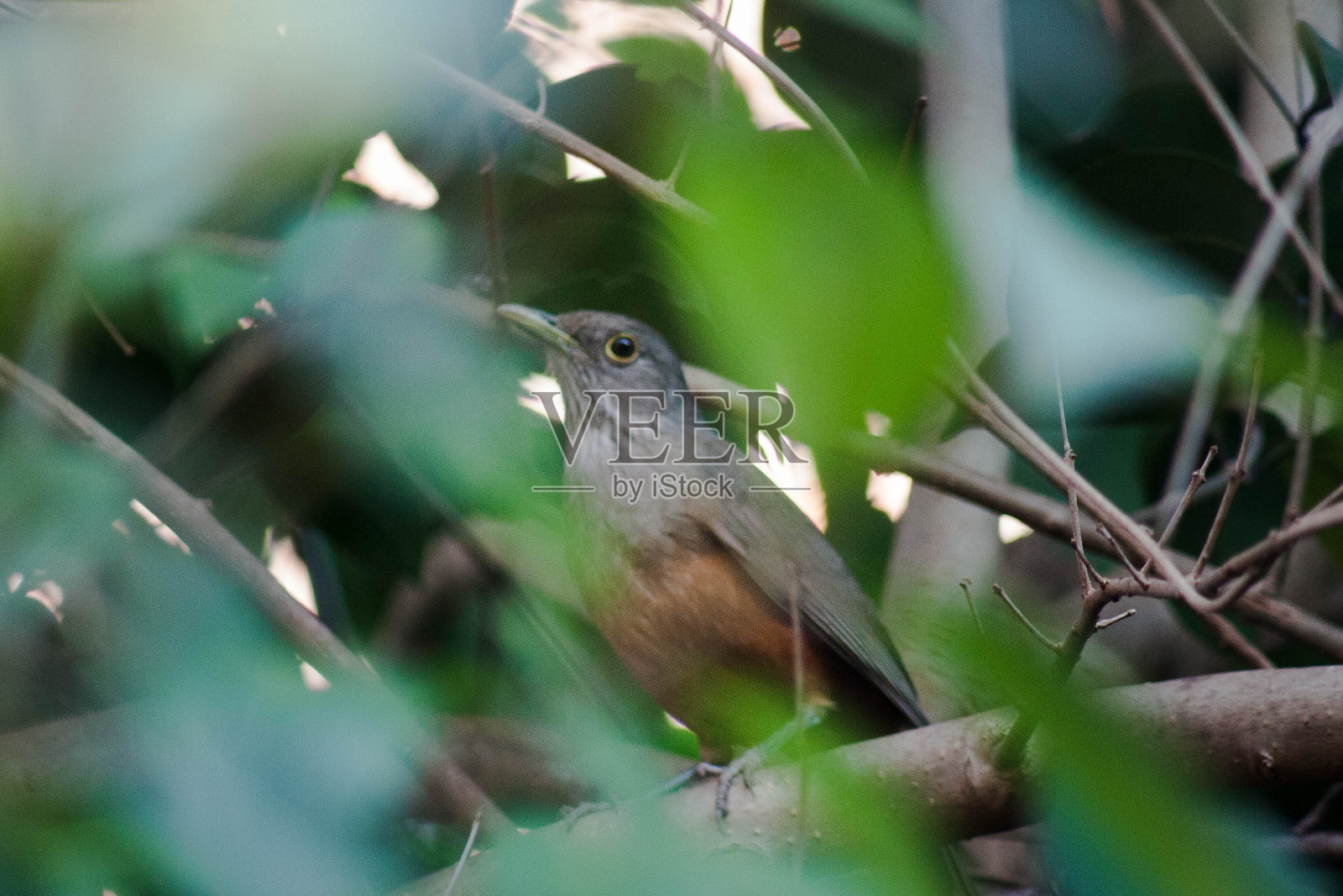 植物间的红画眉鸟照片摄影图片
