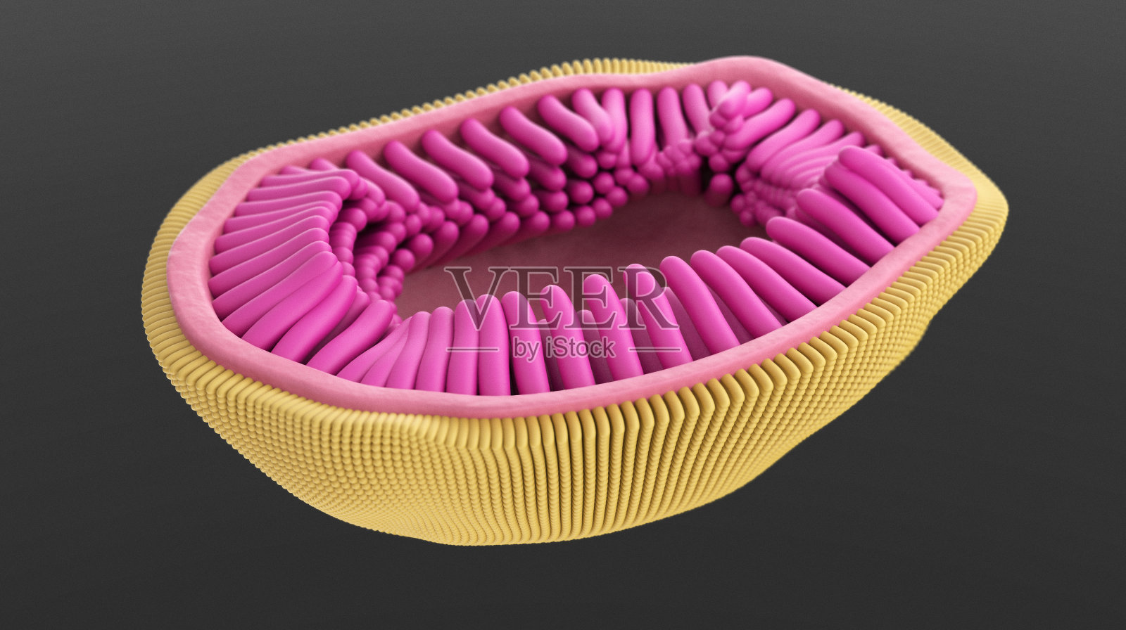 流感病毒，显示流感病毒粒子(病毒颗粒)的结构。照片摄影图片