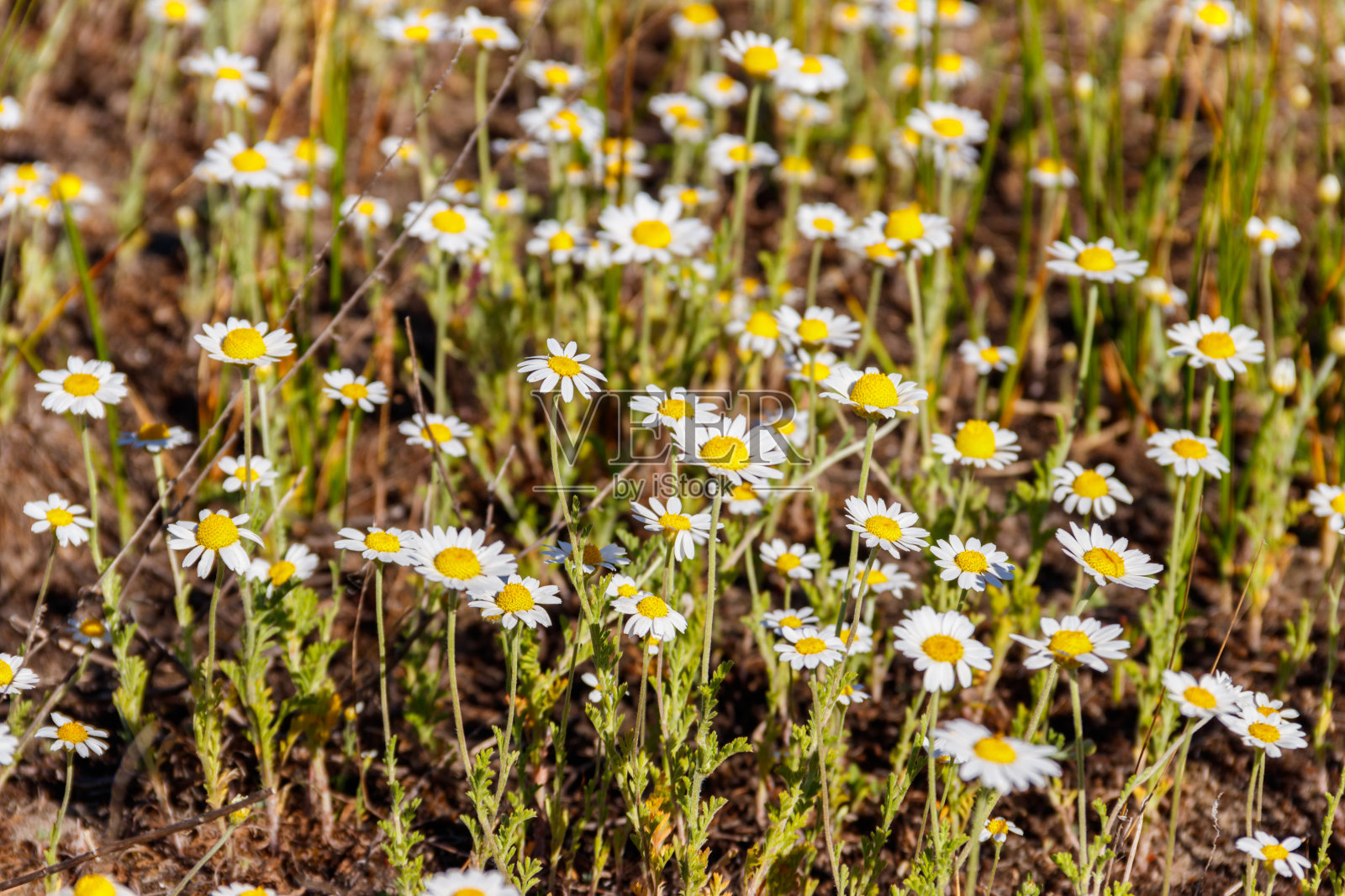 春天草地上白色的洋甘菊花照片摄影图片