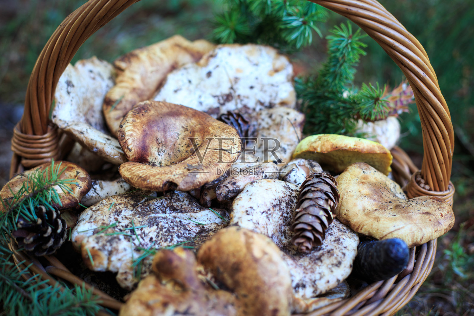 满满一篮秋天的蘑菇。天然有机食品。照片摄影图片