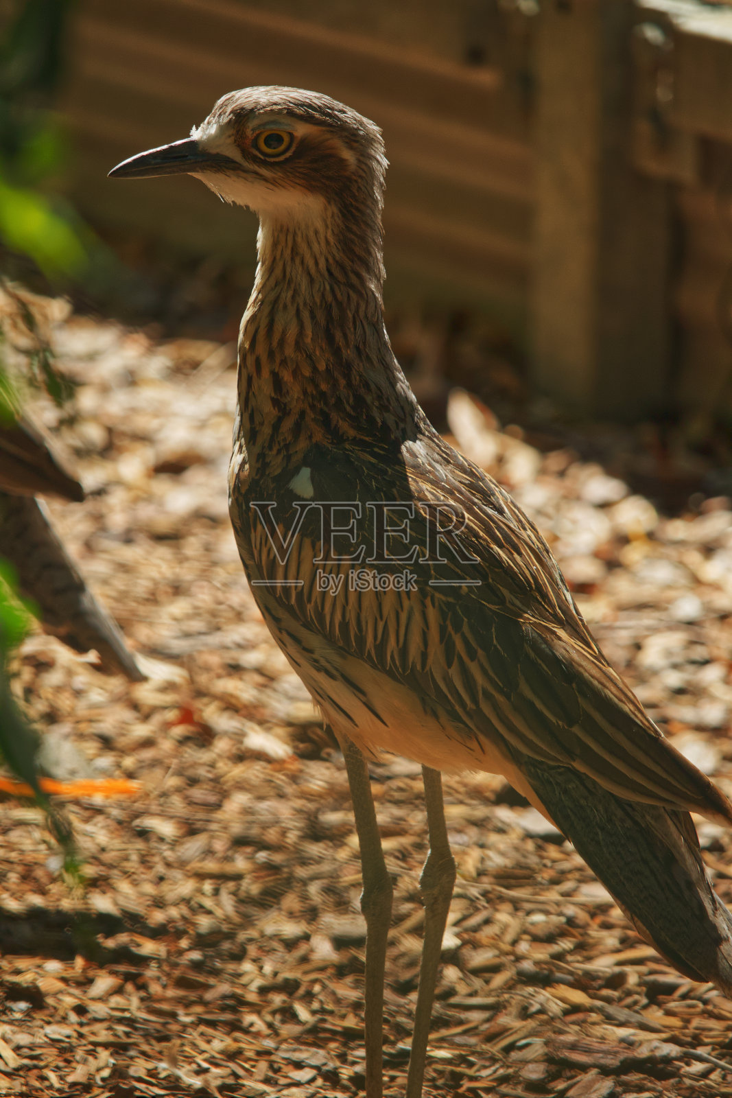 澳大利亚野生鸟灌木石杓鹬照片摄影图片