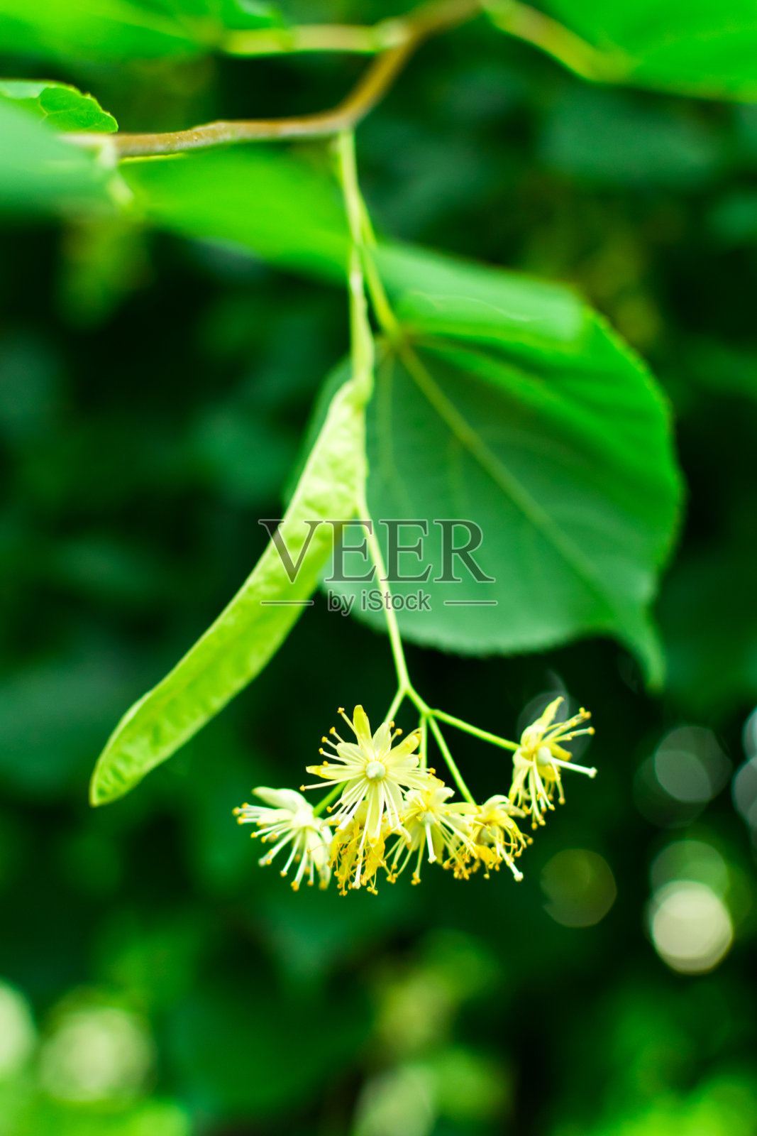在一个明媚的春日，一棵菩提树的花在绿叶之间。在一个明媚的春天，一棵菩提树的花朵在绿叶之间。照片摄影图片