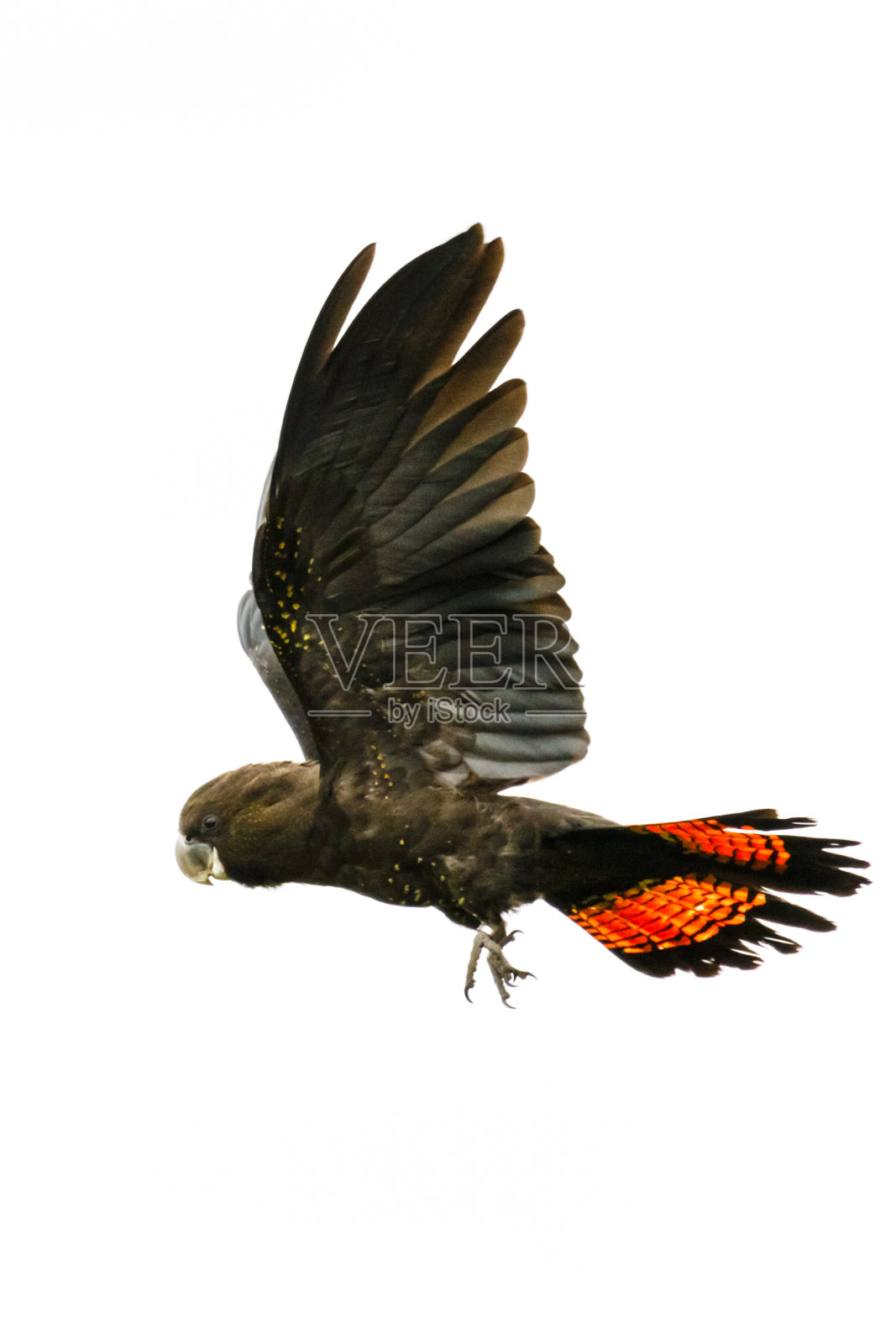 袋鼠岛上有光泽的黑色凤头鹦鹉(凤头凤头鹦鹉)照片摄影图片