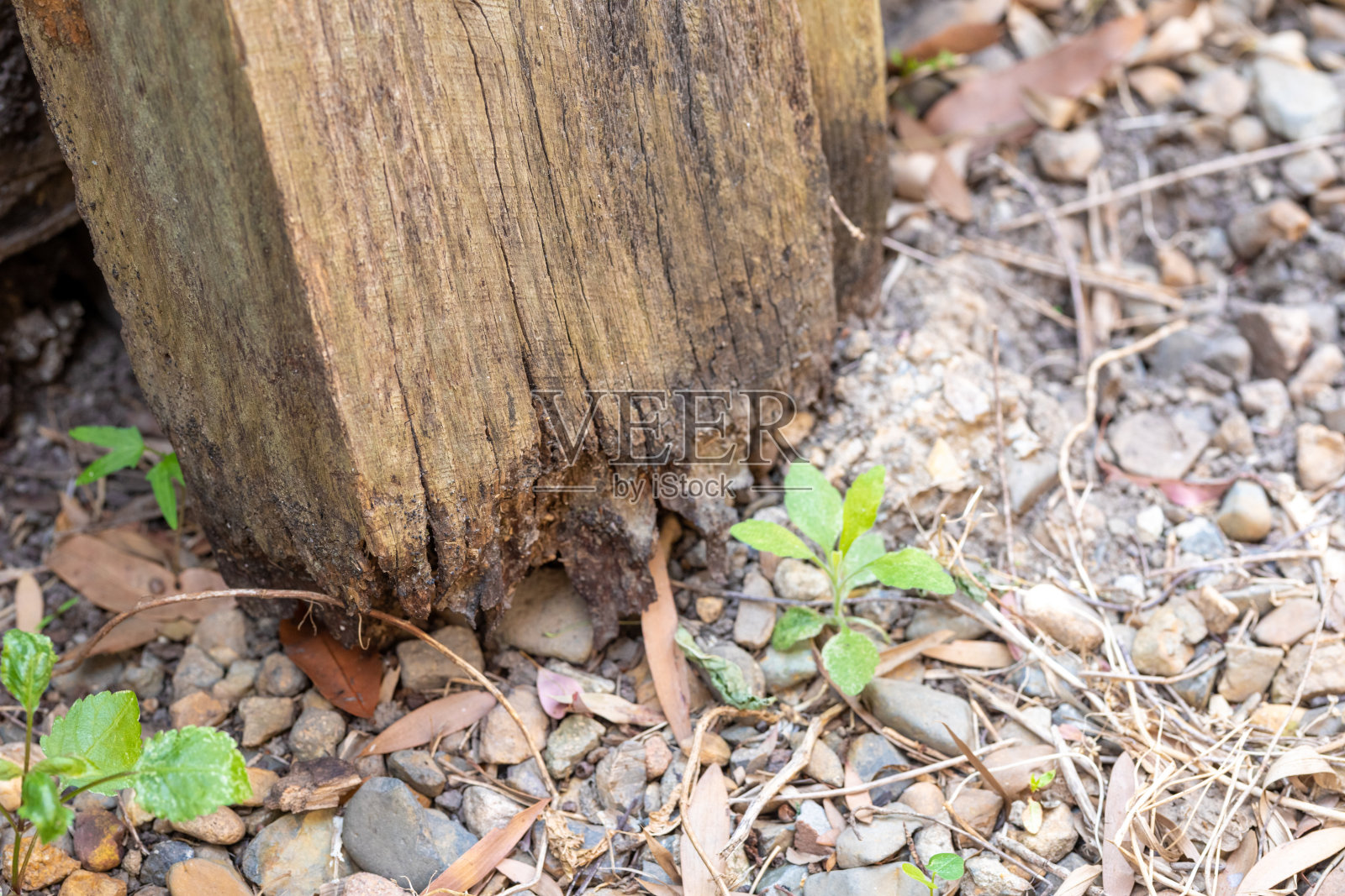 朽木挡土墙照片摄影图片