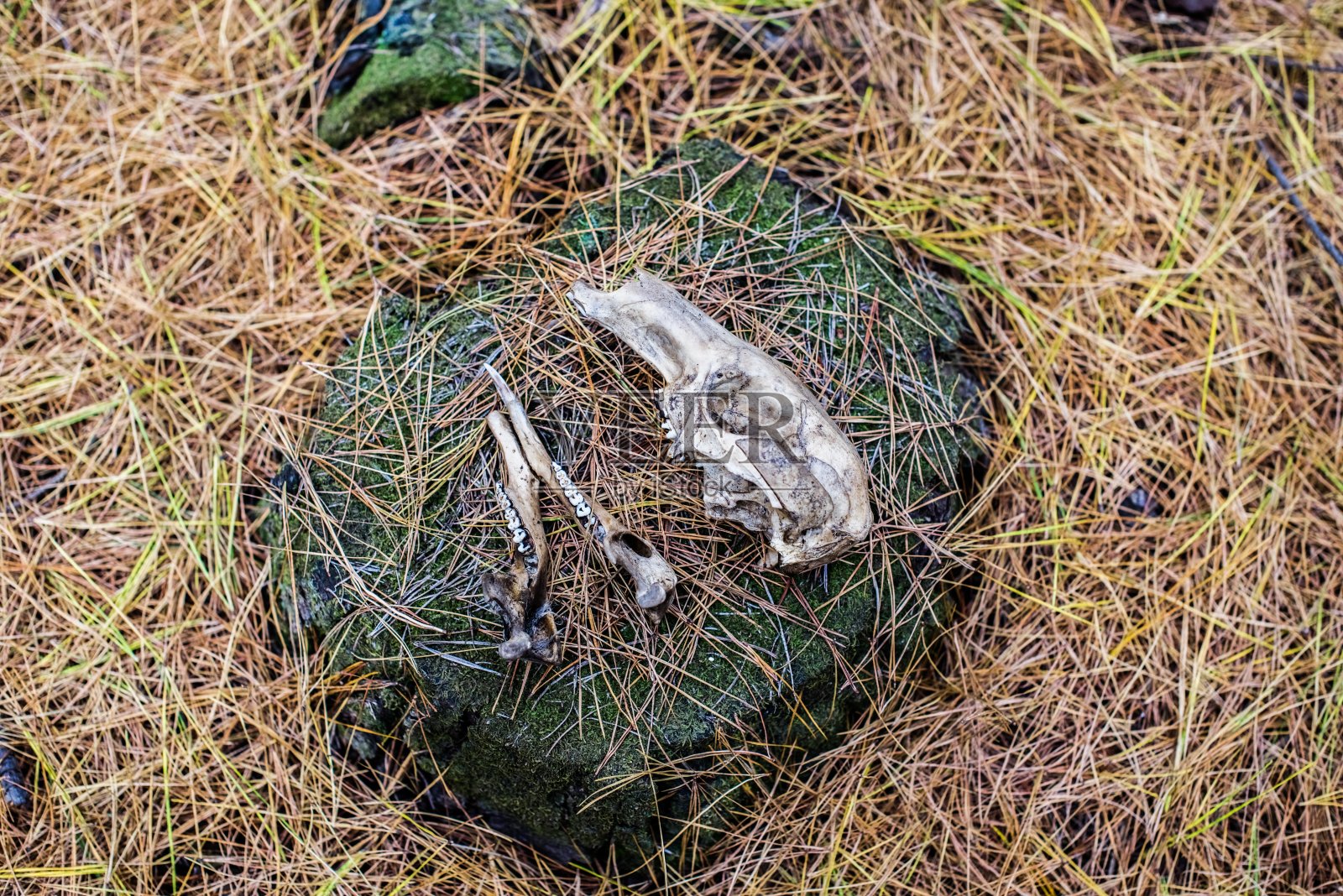 森林里有动物骨头、袋鼠、头骨和带牙齿的颌骨照片摄影图片