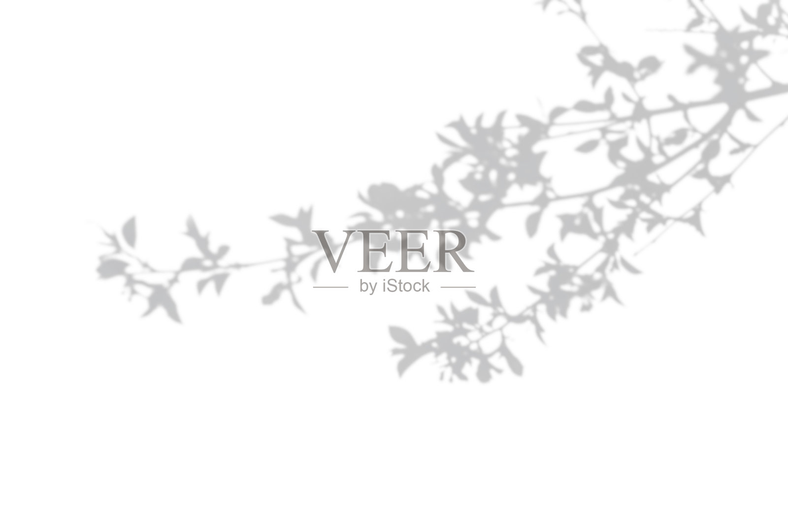 照片叠加效果。白色墙壁上灌木的灰色阴影照片摄影图片