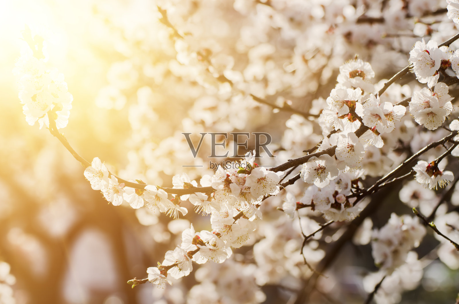 杏树开花照片摄影图片