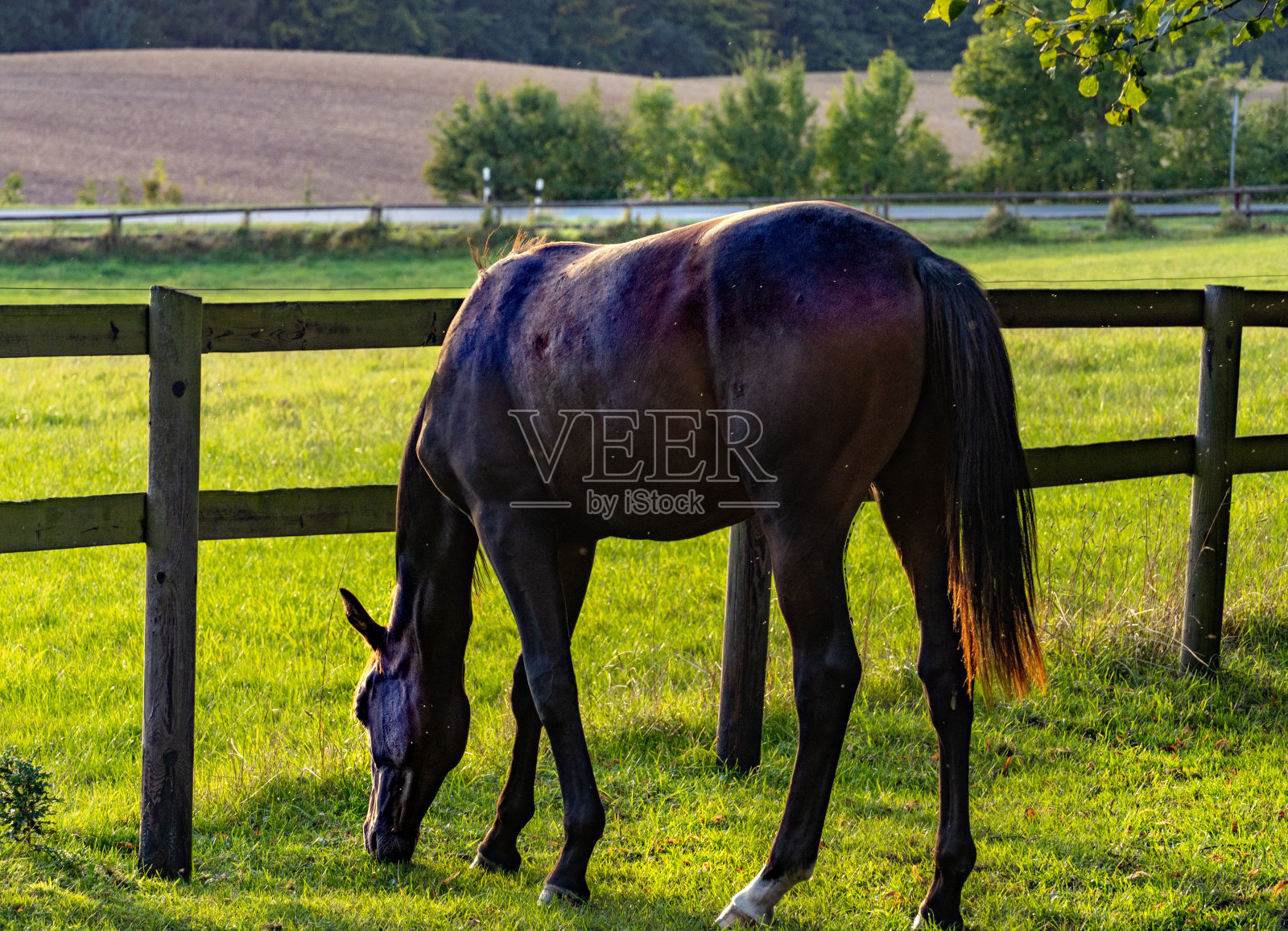 马照片摄影图片