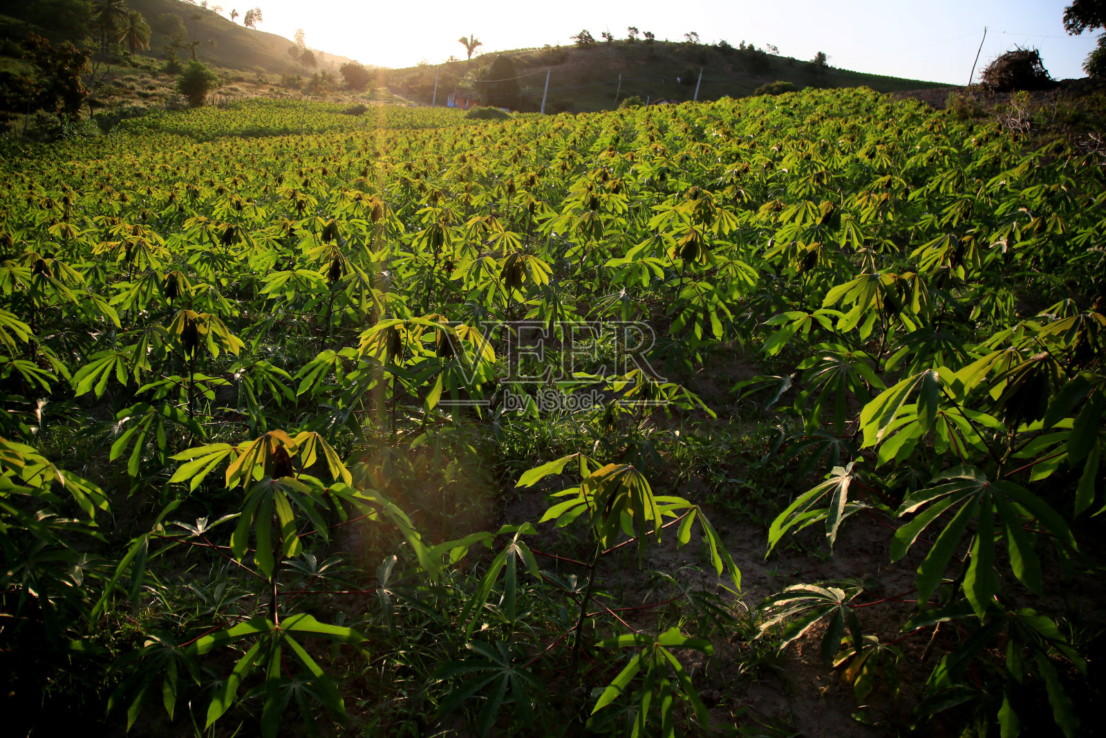 巴伊亚的木薯种植园照片摄影图片