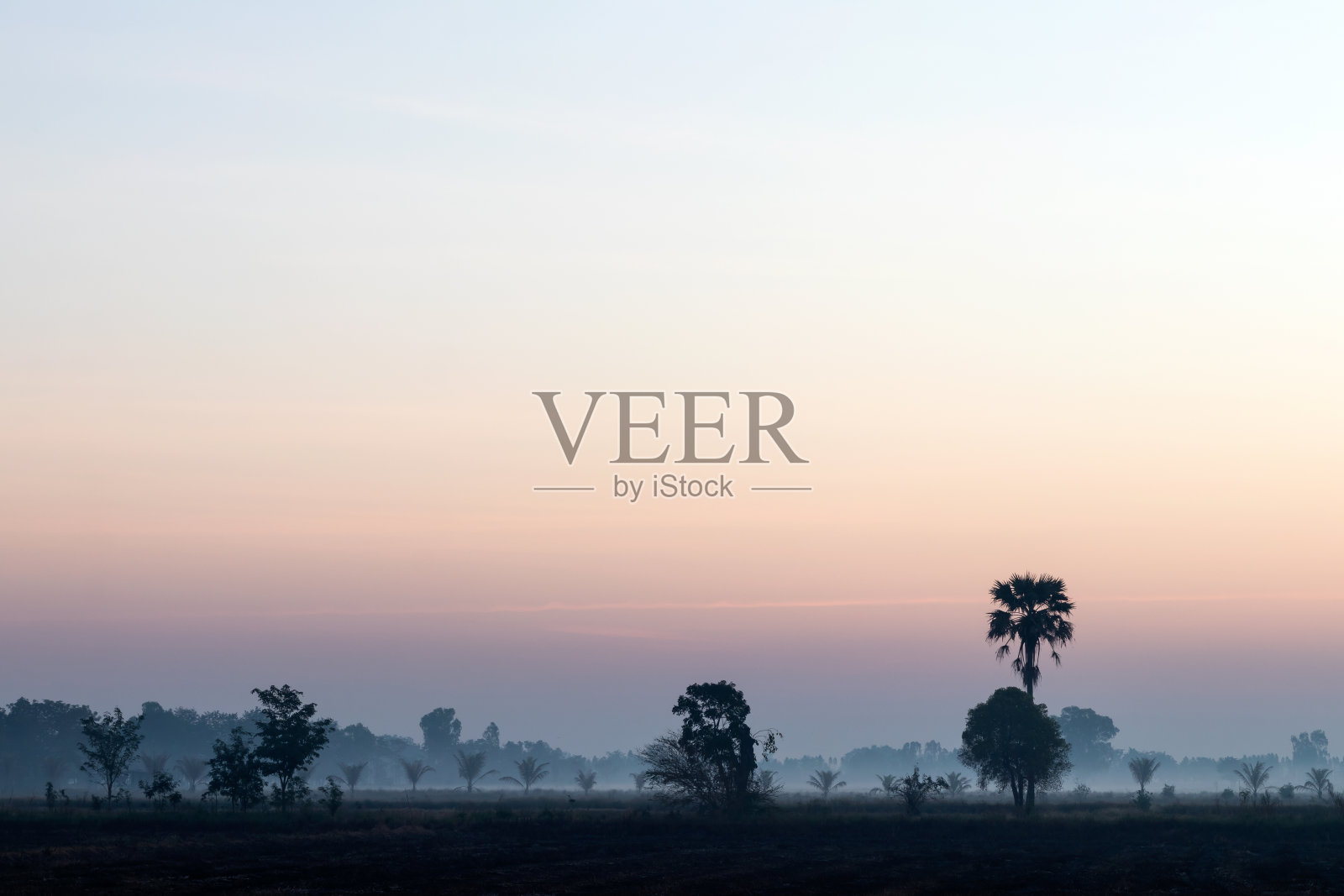 树和椰子树在清晨照片摄影图片