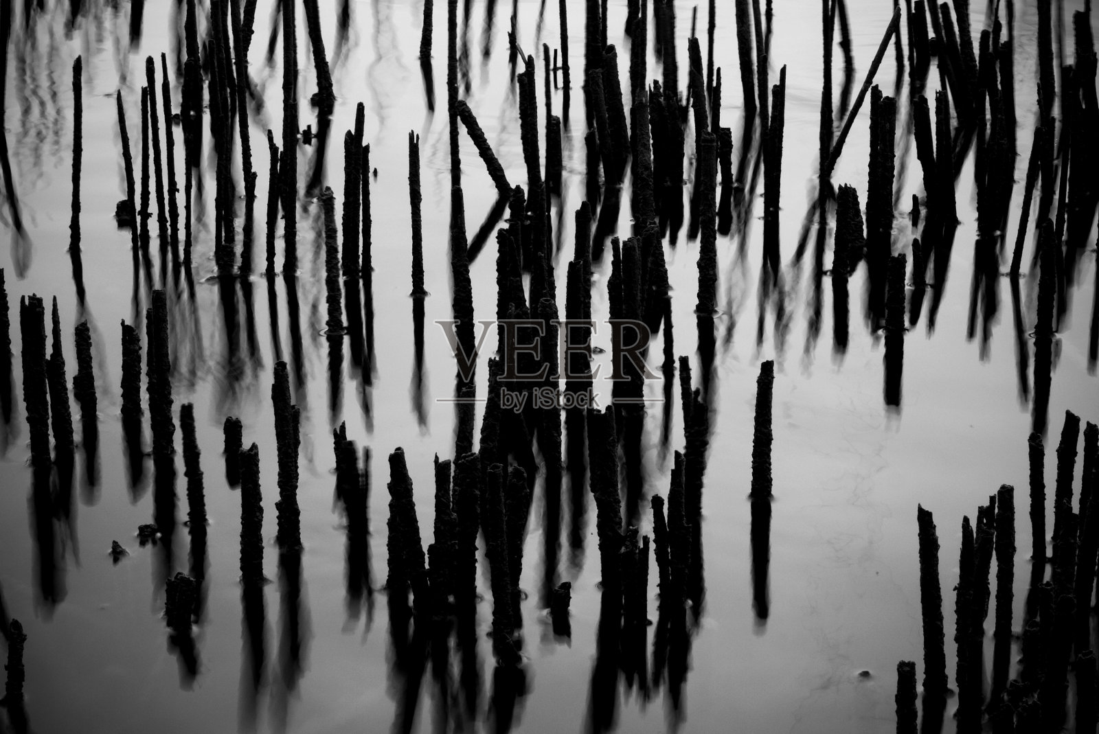 湖岸上的干茎倒映在水面上。照片摄影图片