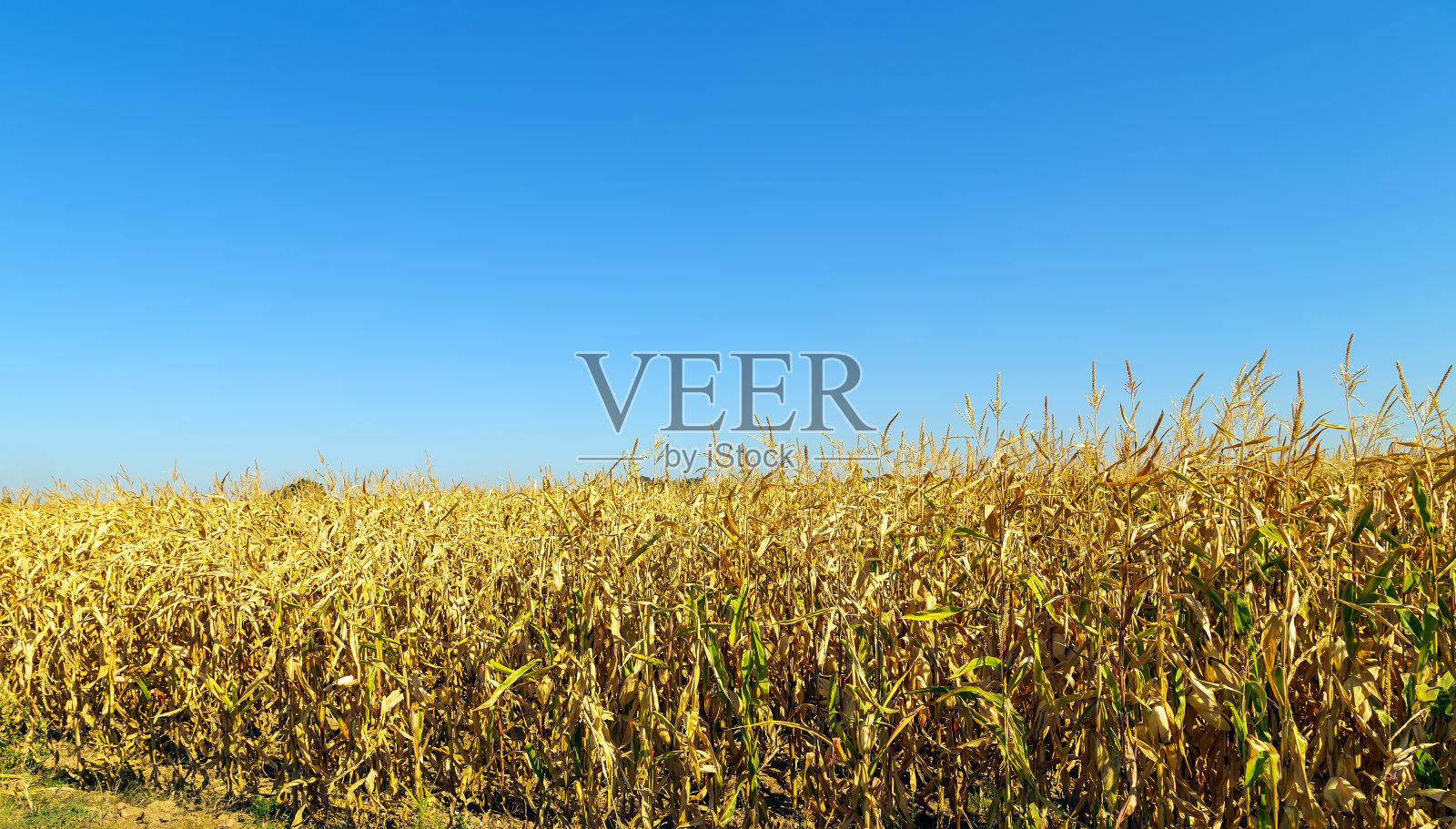 蓝天下的玉米地照片摄影图片