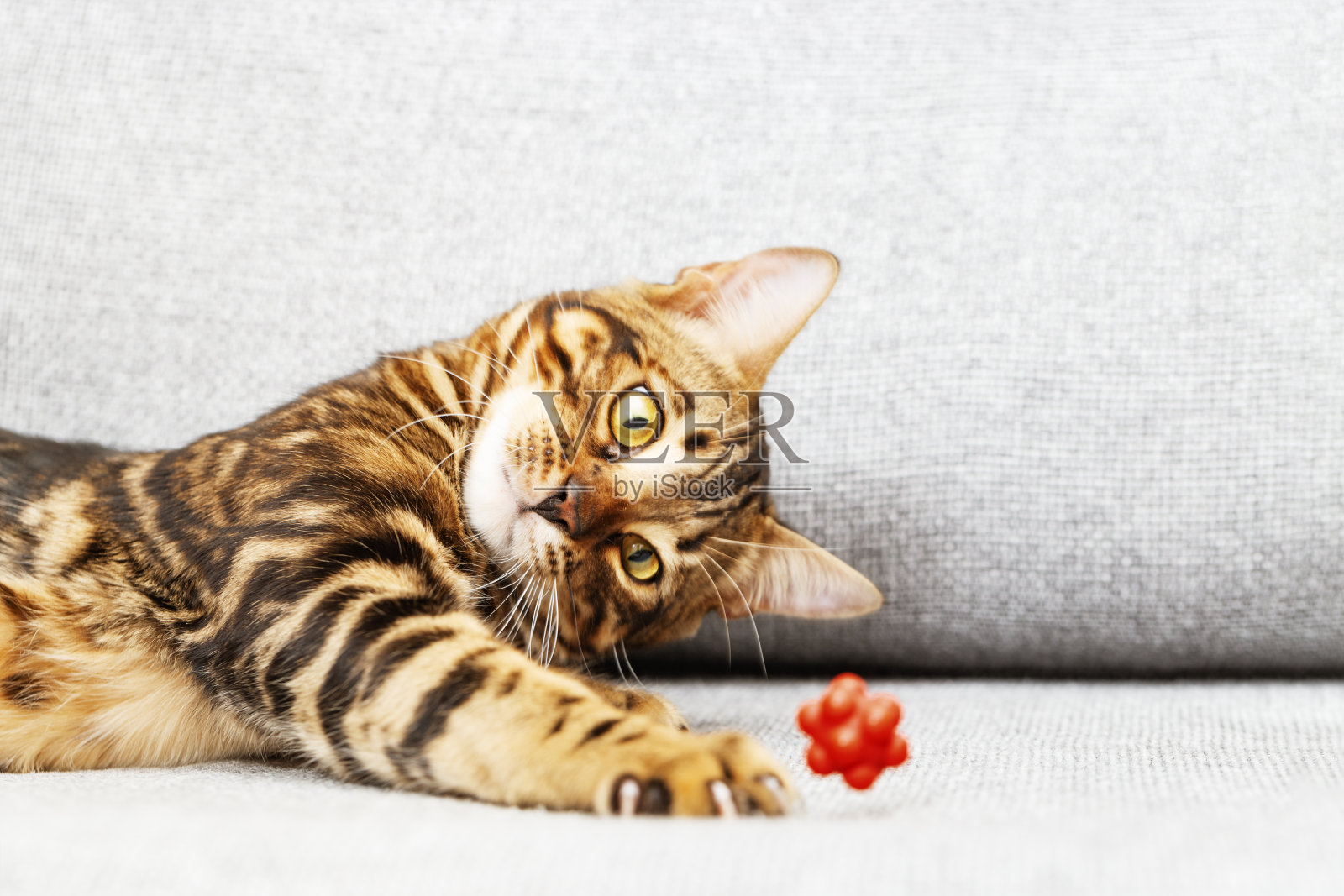 漂亮的短毛小猫躺在家里的床上，孟加拉猫宠着玩红色的玩具球。照片摄影图片