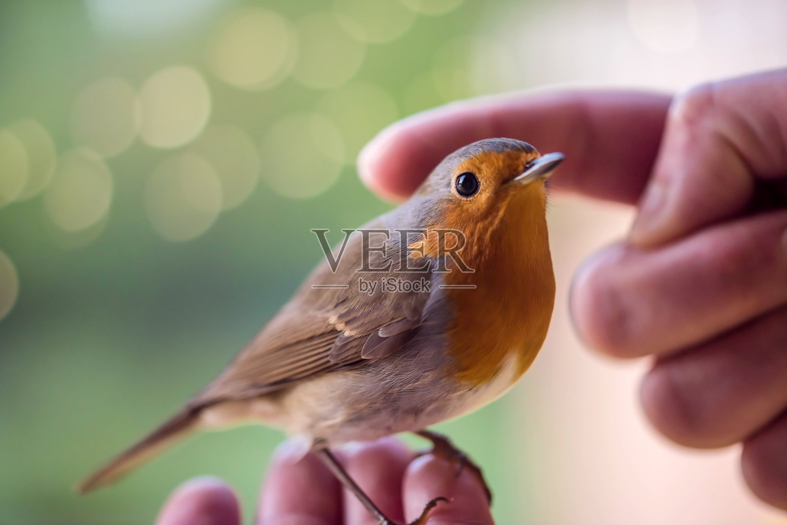 罗宾从一个女人手里吃东西照片摄影图片