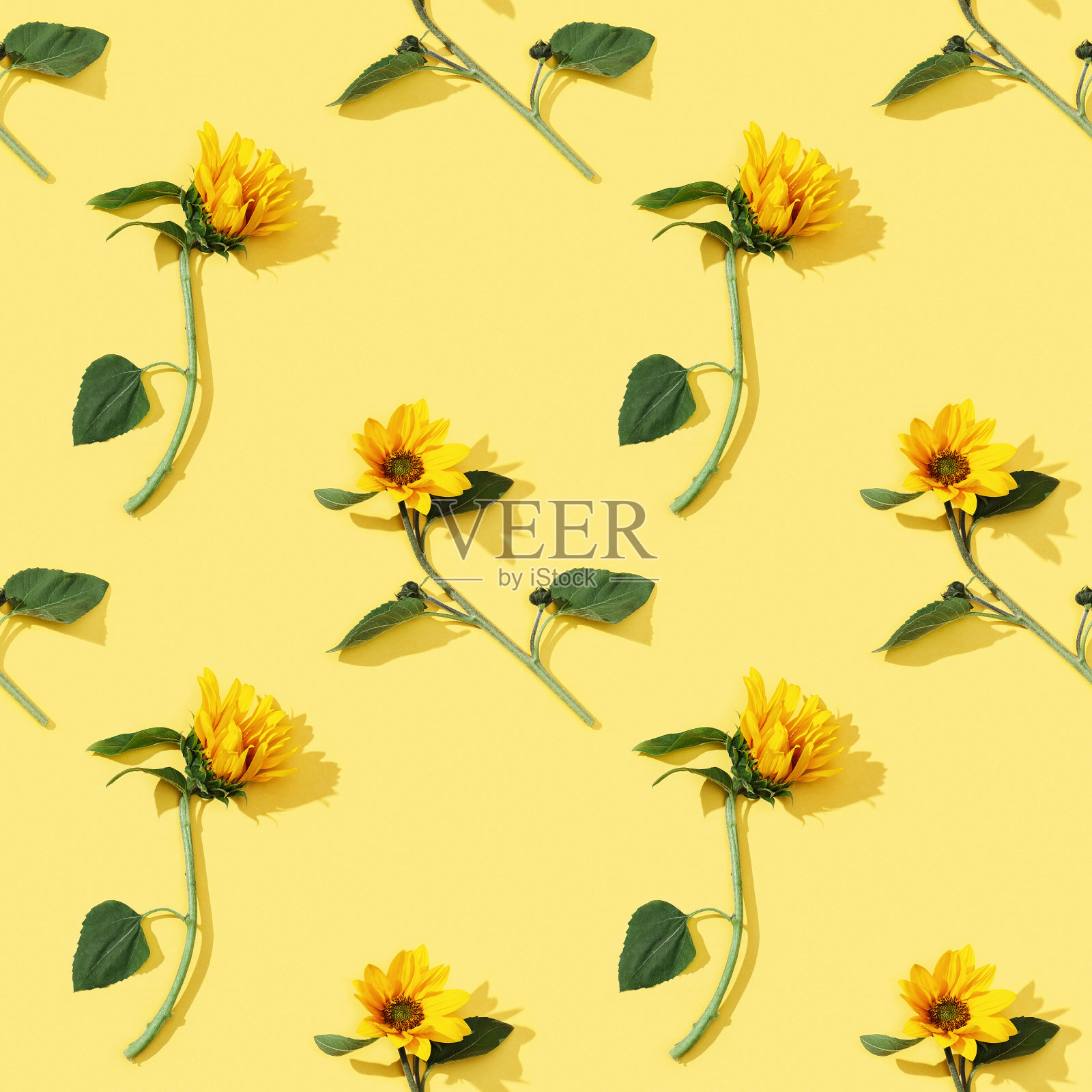 从美丽的向日葵在黄色纸无缝规则图案。自然秋花。照片摄影图片