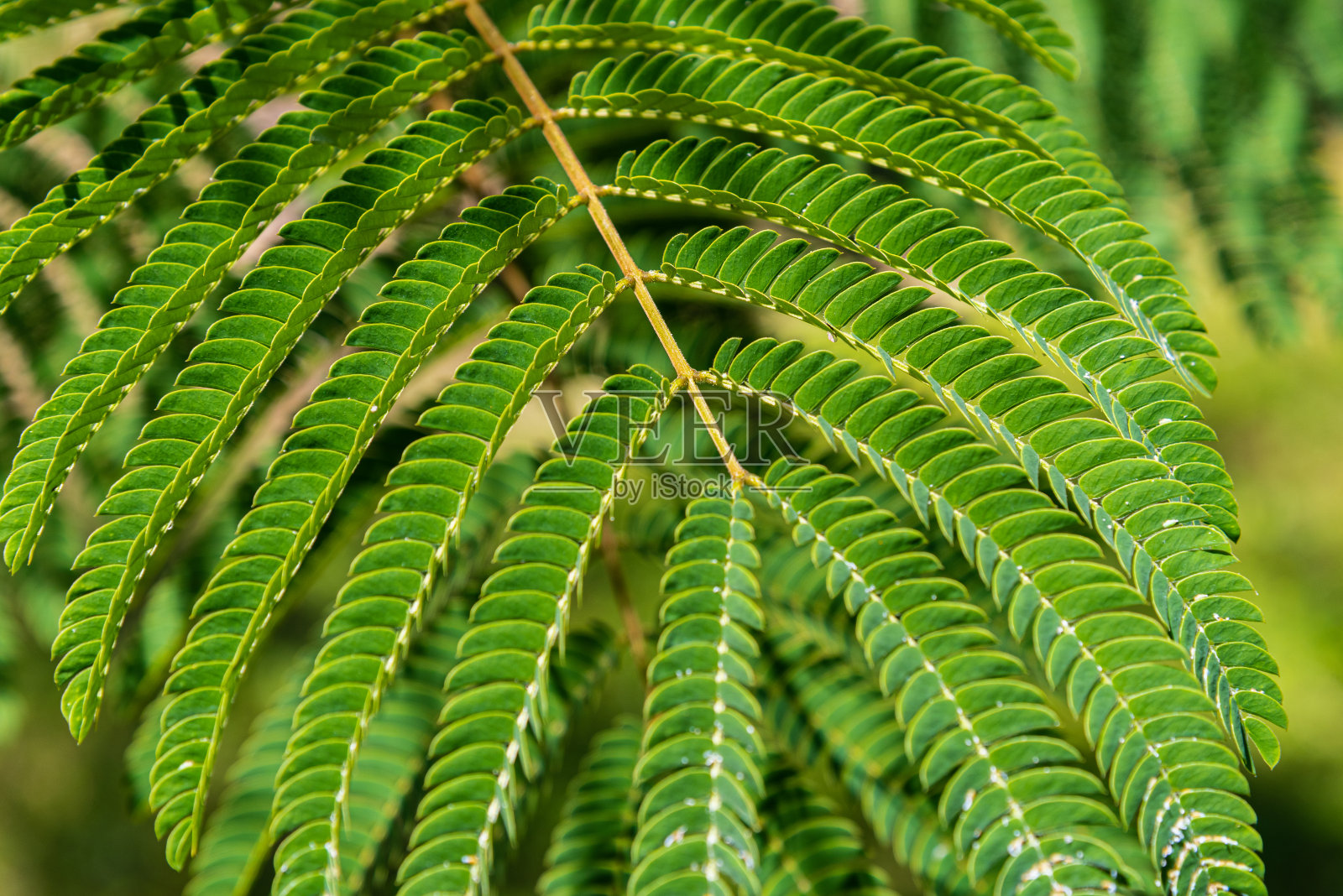 合欢在杜拉斯。照片摄影图片
