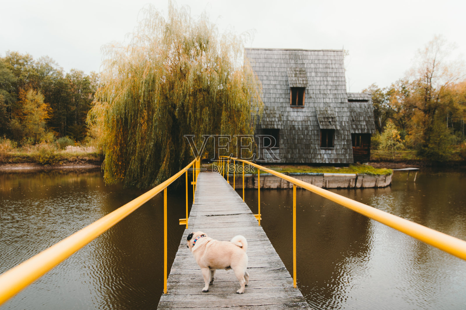 秋日里，可爱的小狗在桥边散步，来到三角形的木屋照片摄影图片