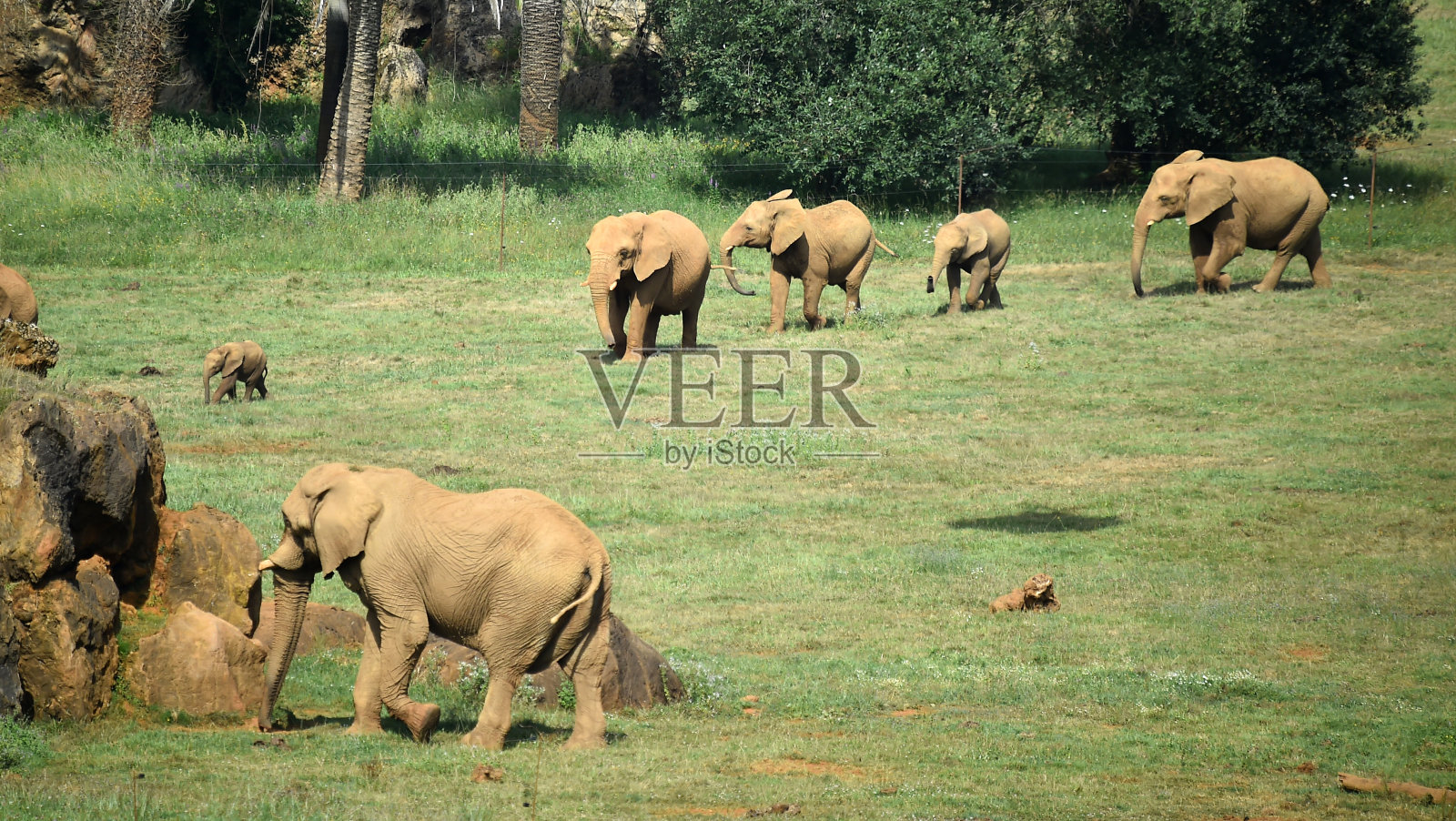 狩猎中的一头巨象照片摄影图片