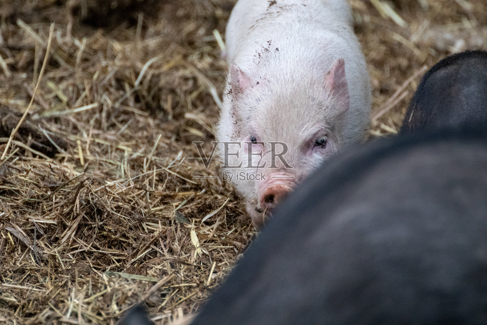 小猪在农场的稻草里小猪照片摄影图片