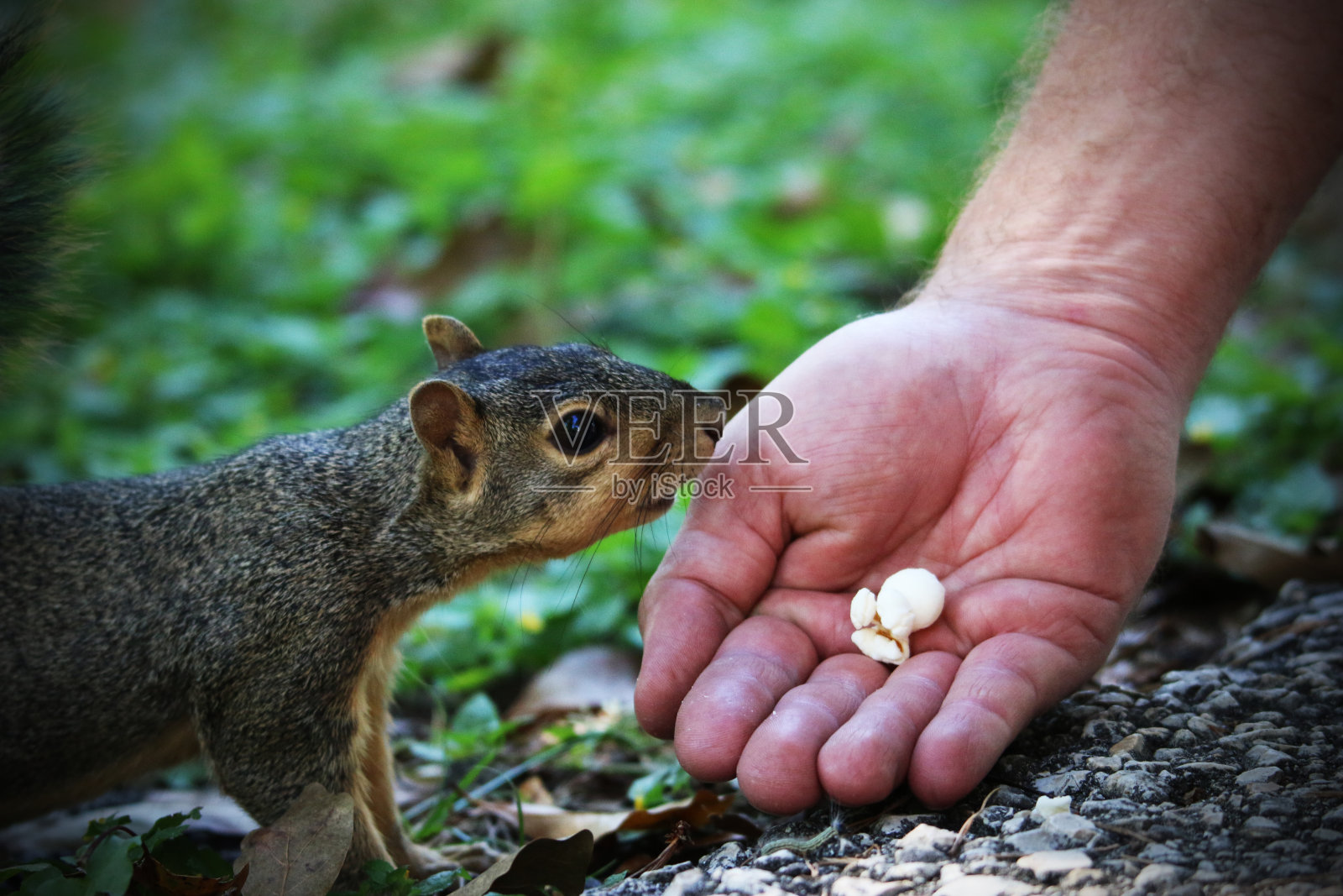松鼠照片摄影图片