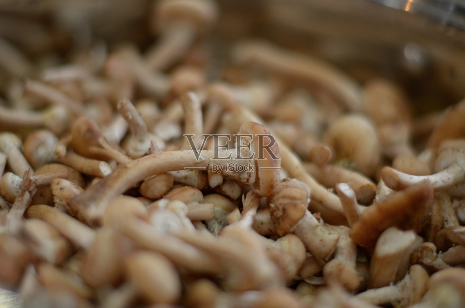 秋天许多蘑菇照片摄影图片