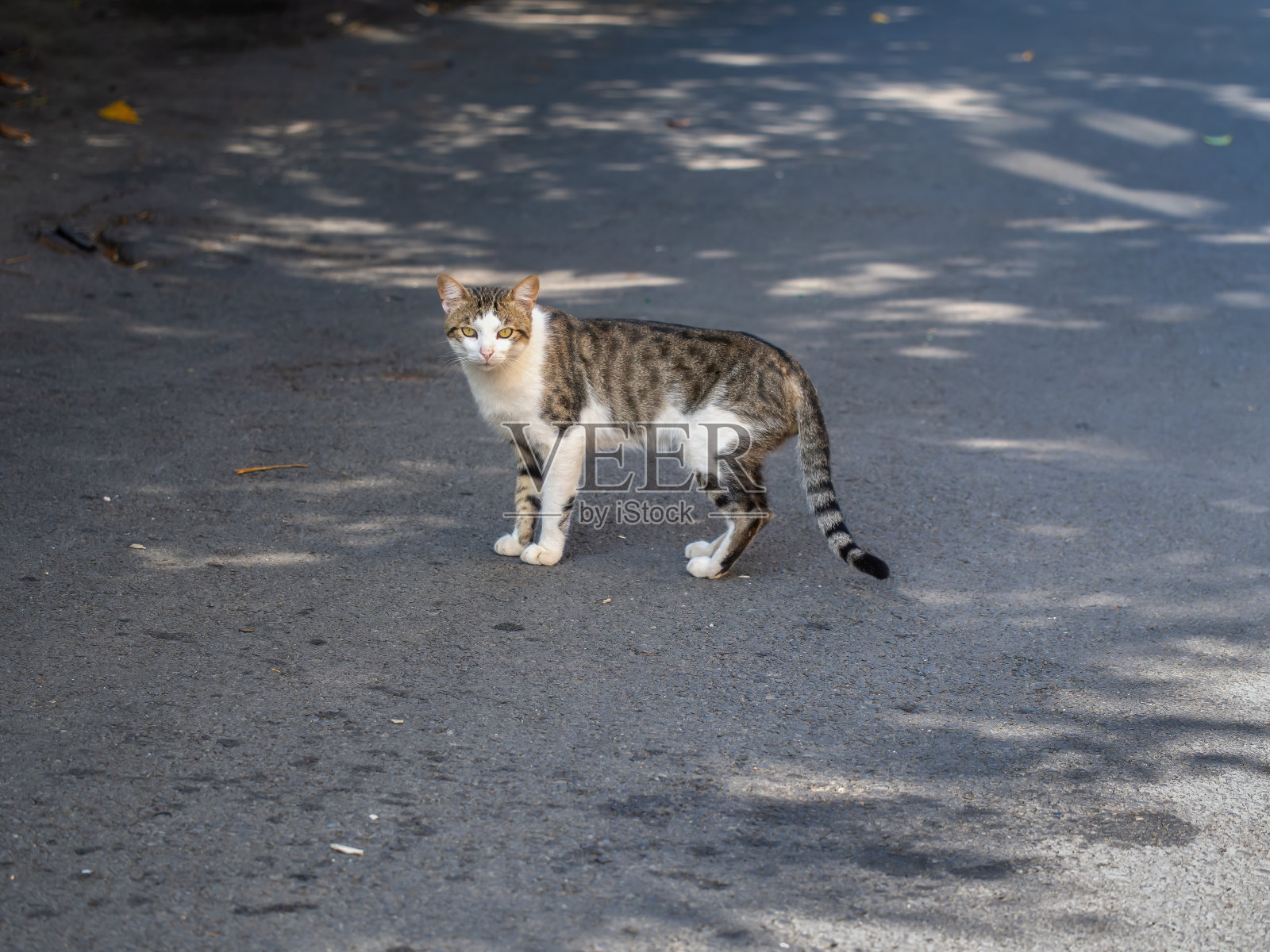 可爱的街头猫站在柏油路上看着相机照片摄影图片