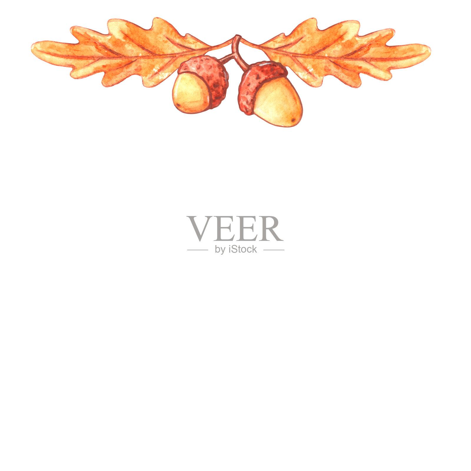 自然设计集合-橡子和橡树叶做成的水彩装饰元素。秋天的森林装饰。快乐的秋天插画图片素材