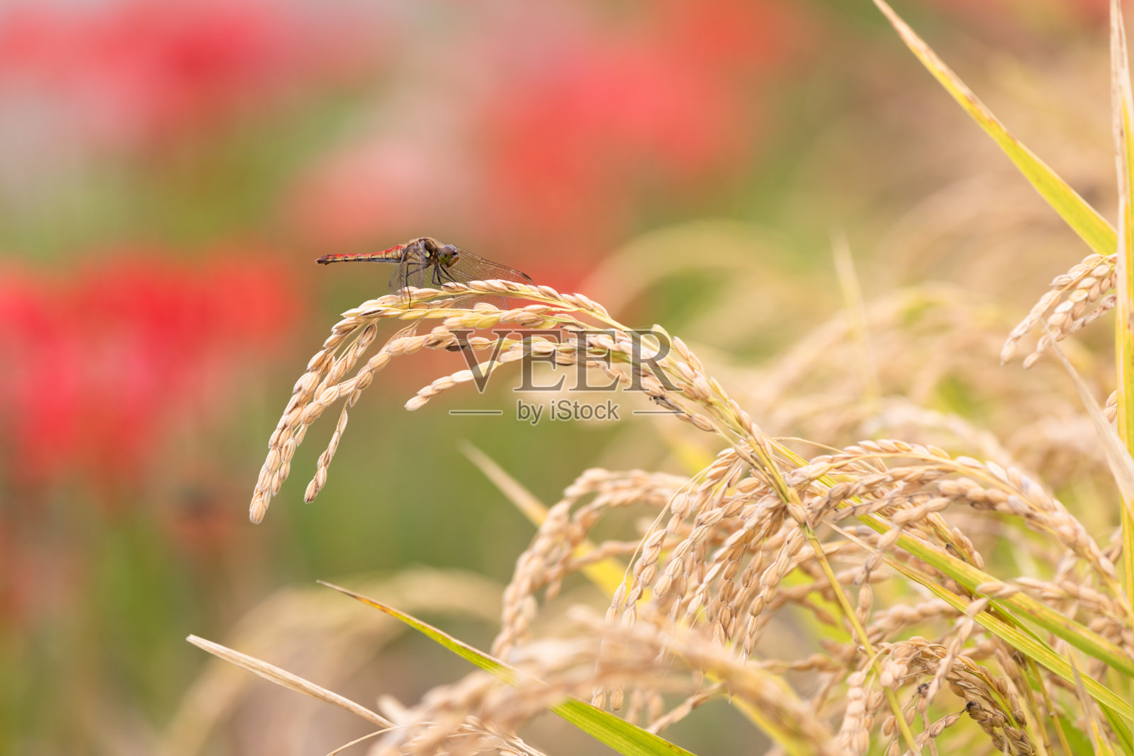 稻穗和蜻蜓照片摄影图片