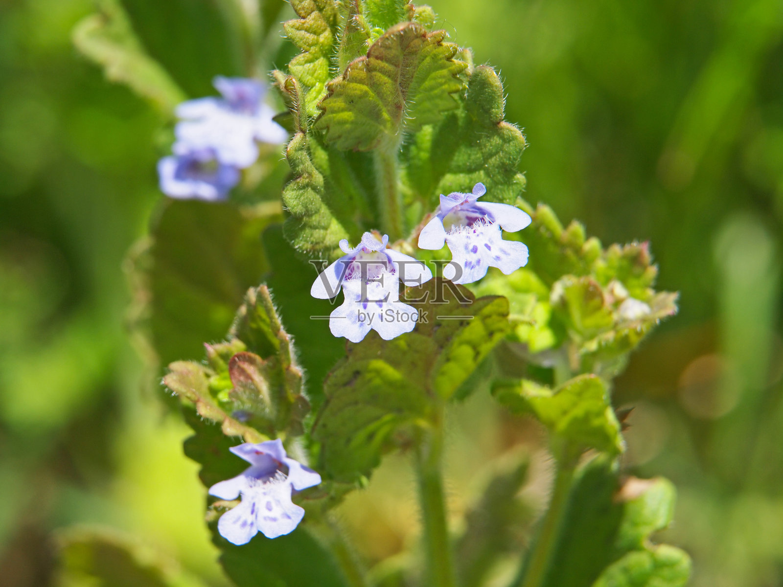 蓝色的花地常春藤，水仙花照片摄影图片