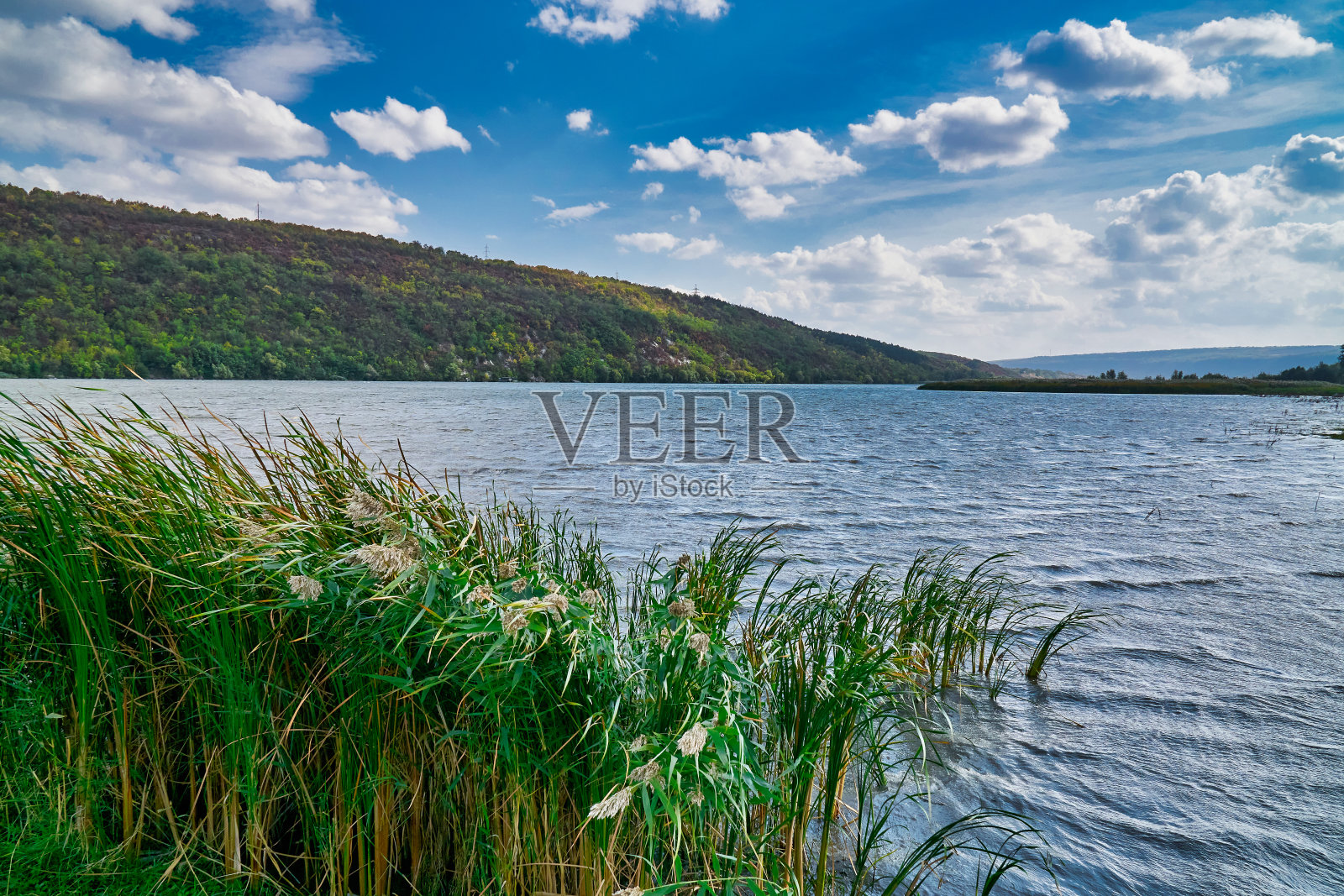 芦苇在蓝色的河流和天空与云照片摄影图片