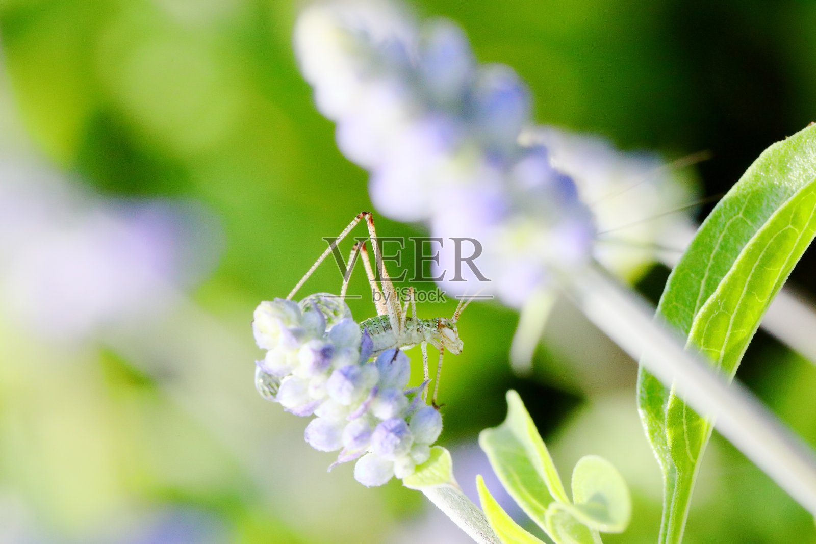 日本纺织娘照片摄影图片