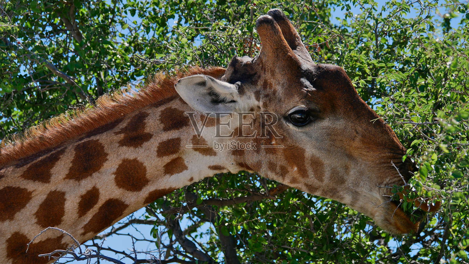 一个放牧的安哥拉长颈鹿(长颈鹿camelopardalis angolensis，纳米比亚长颈鹿)与树和树叶在Etosha国家公园，纳米比亚，非洲。照片摄影图片