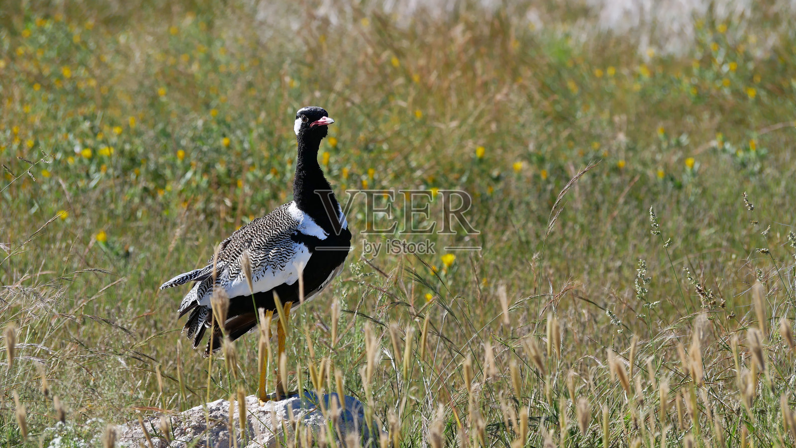 在非洲纳米比亚的埃托沙国家公园里，一只北方黑色可汗鸟(affrotis afraoides，白翎毛鸨)坐在长满草的草地上的一块岩石上。照片摄影图片