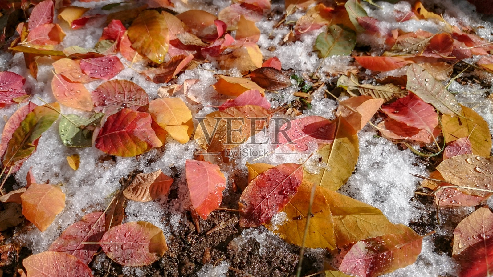 丰富多彩的秋叶之静美。自然背景。照片摄影图片